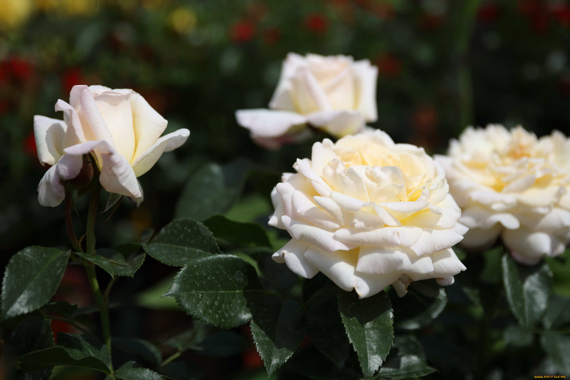 цветы, розы, роза, бутон, лепестки, листья, цветение, rose, bud, petals, leaves, blossoms
