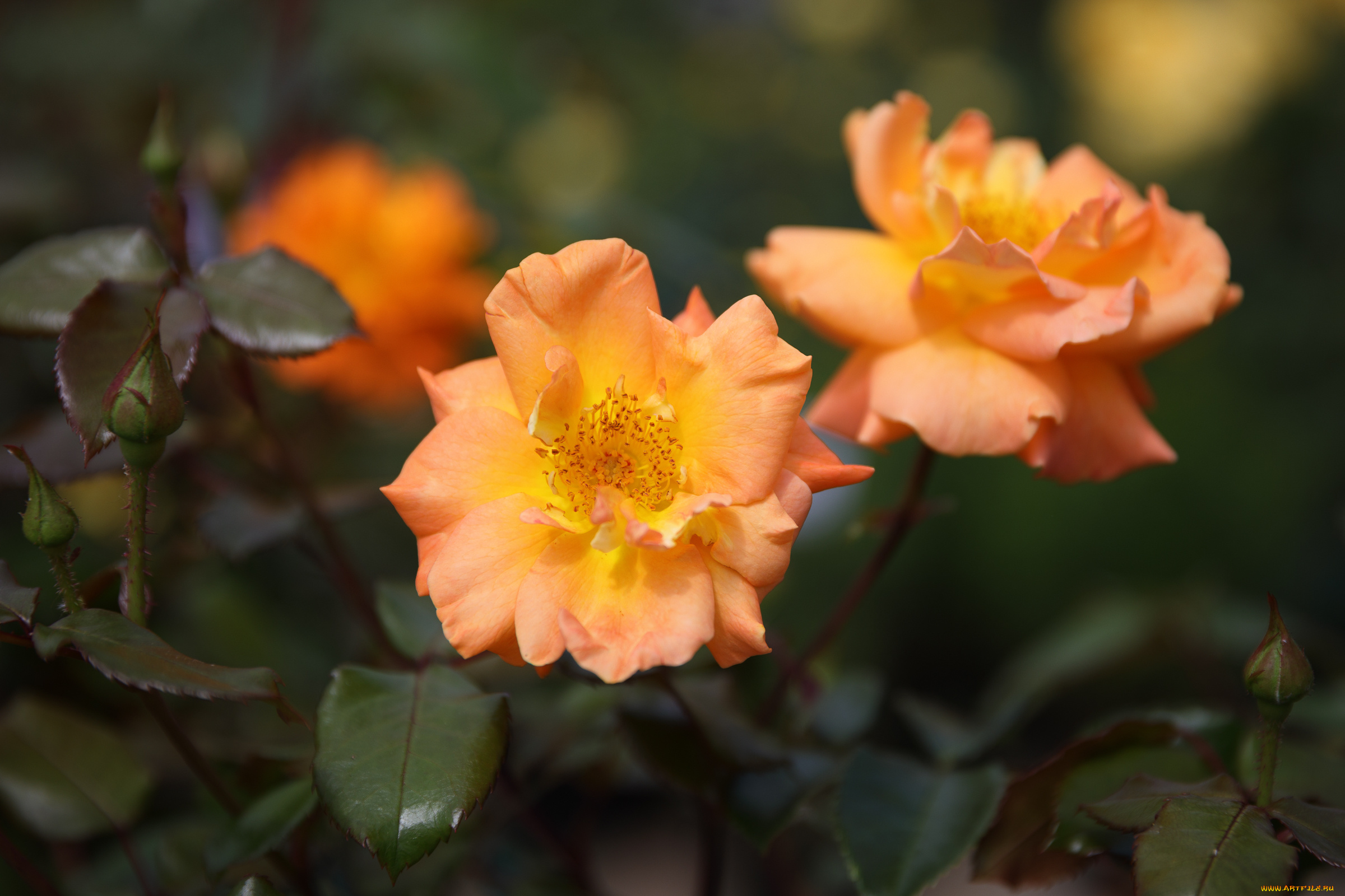 цветы, розы, роза, бутон, лепестки, листья, цветение, rose, bud, petals, leaves, blossoms