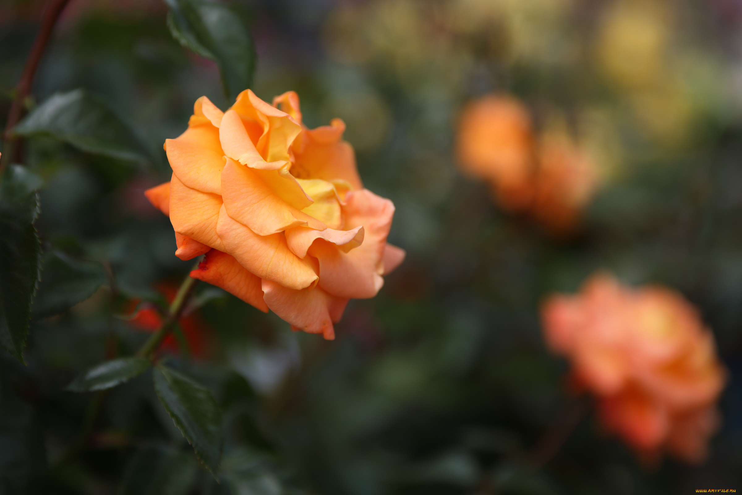 цветы, розы, роза, бутон, лепестки, листья, цветение, rose, bud, petals, leaves, blossoms