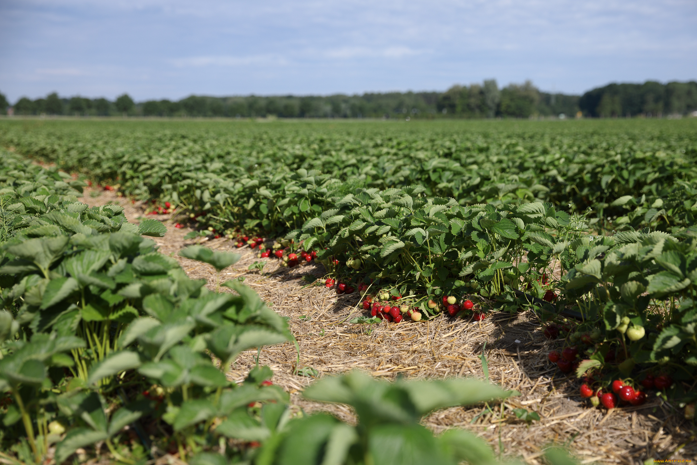 природа, поля, вкусно, клубника, поле, утро, ягоды