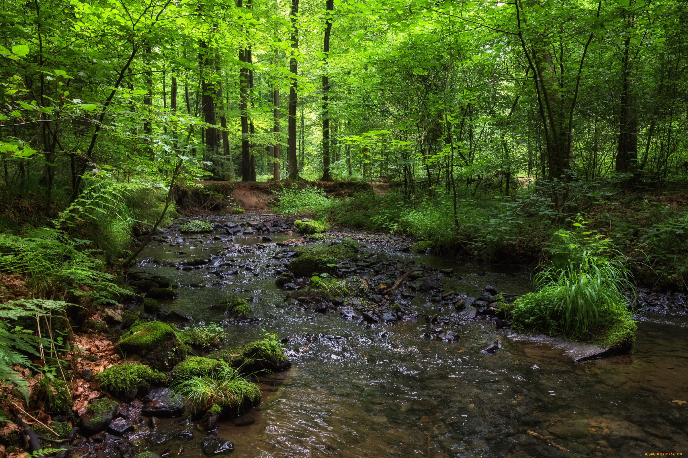 природа, реки, озера, валуны, красиво, лес, лето, мох, ручей
