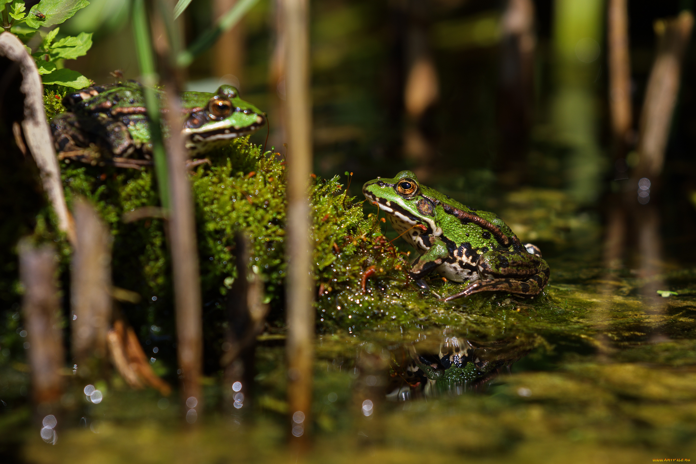 животные, лягушки, лето, лягушка, пруд, царевна