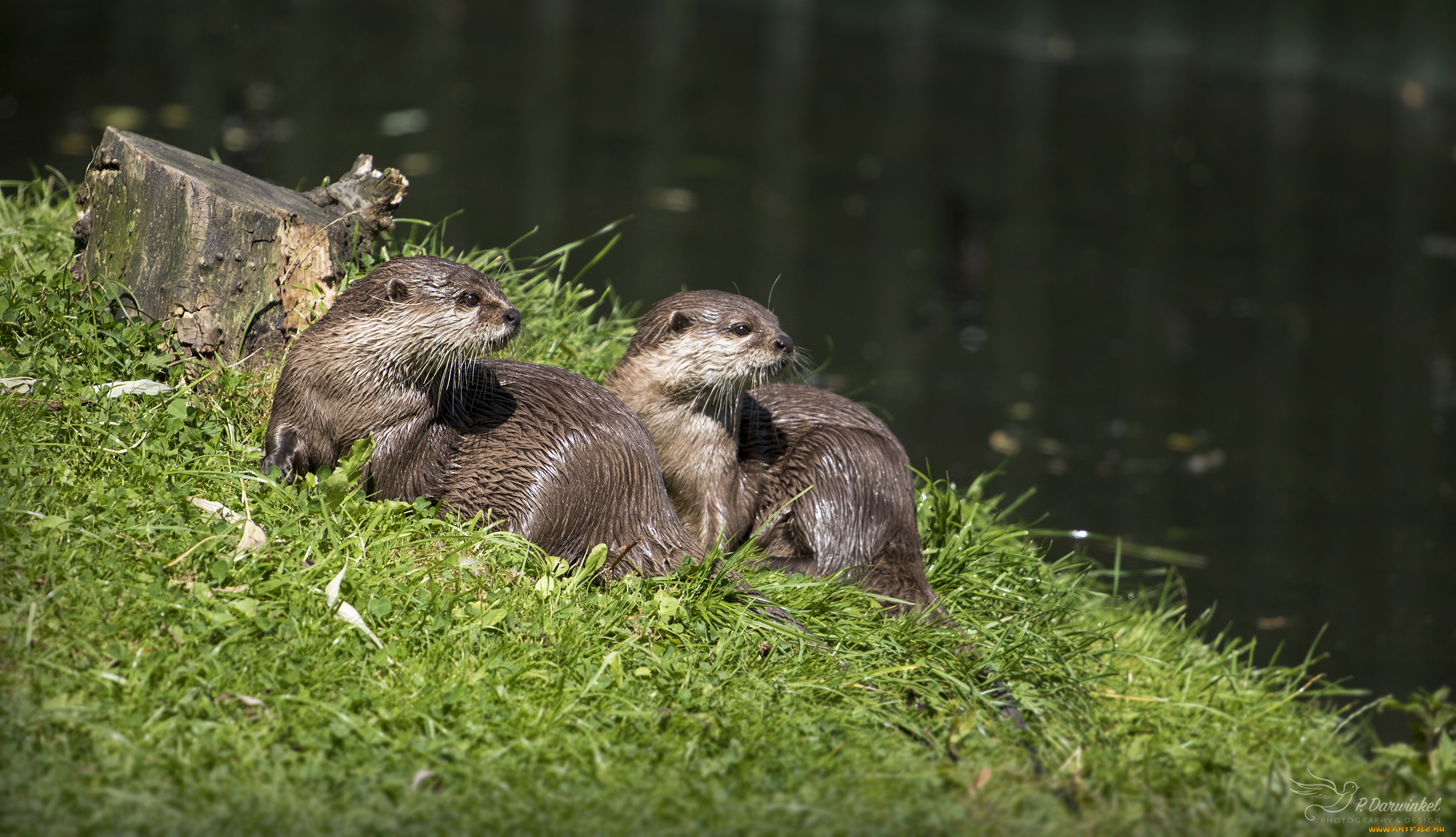 животные, выдры, , каланы, , ондатры, мокрые, хвост, крысы, нутрии, трава, пруд, вода, берег