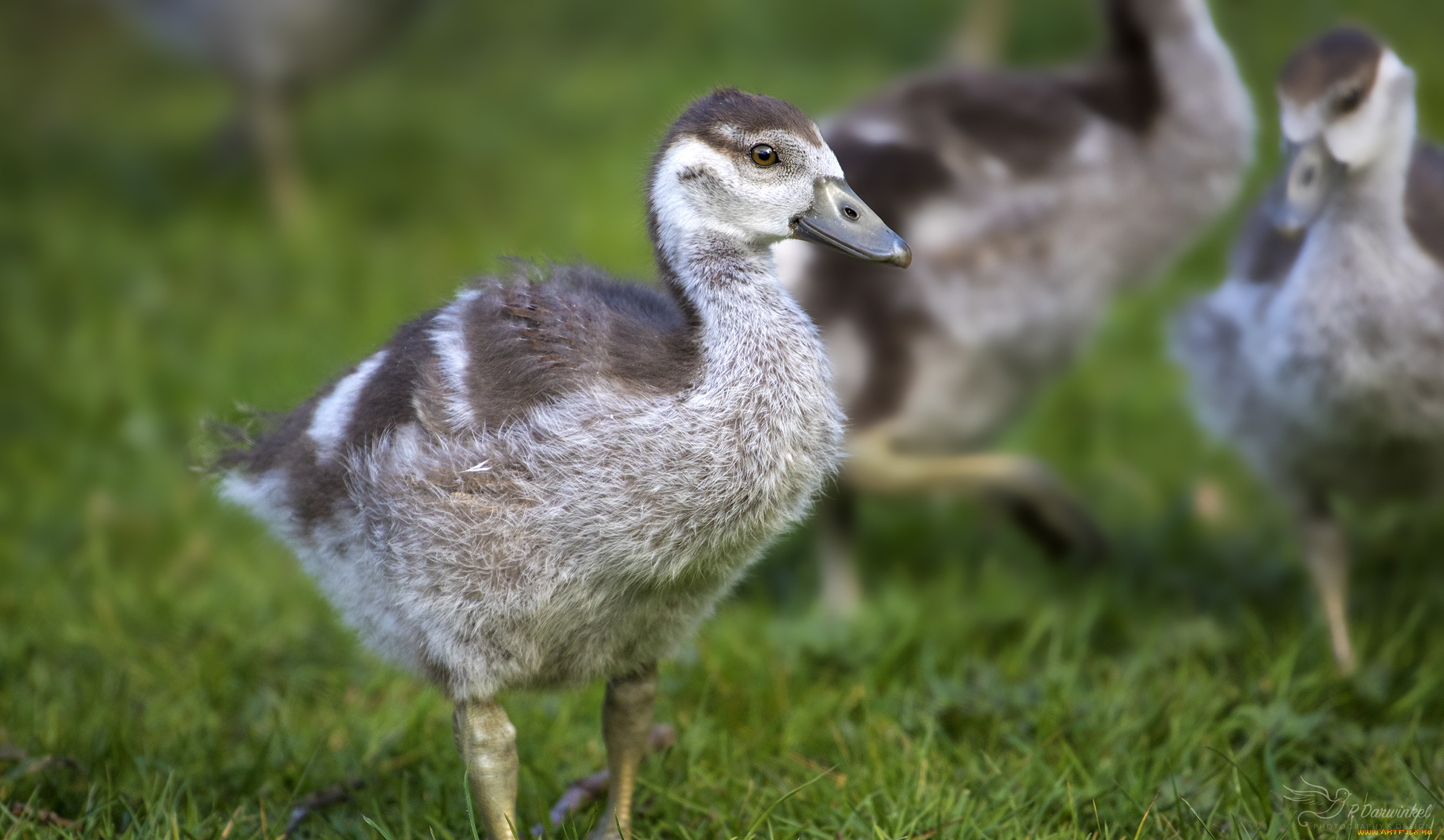 животные, лебеди, птица, перья, окрас, лебедь