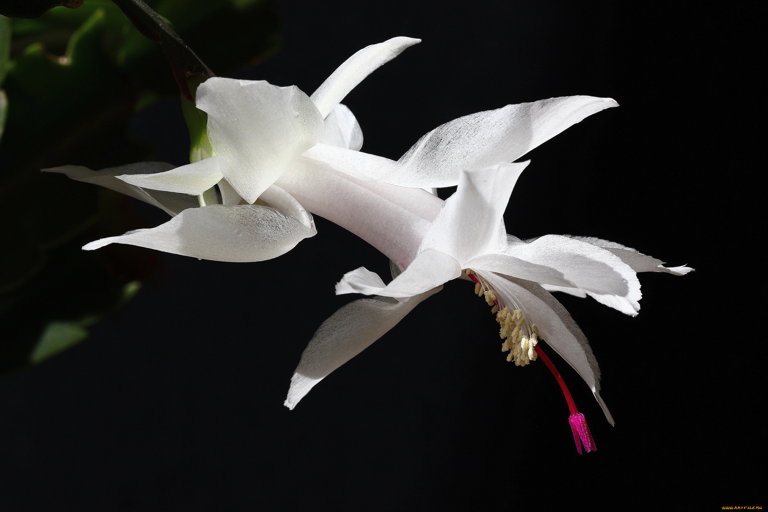 цветы, кактусы, нфд, красота, комнатные, декабристы, зигокактусы, дома, рц