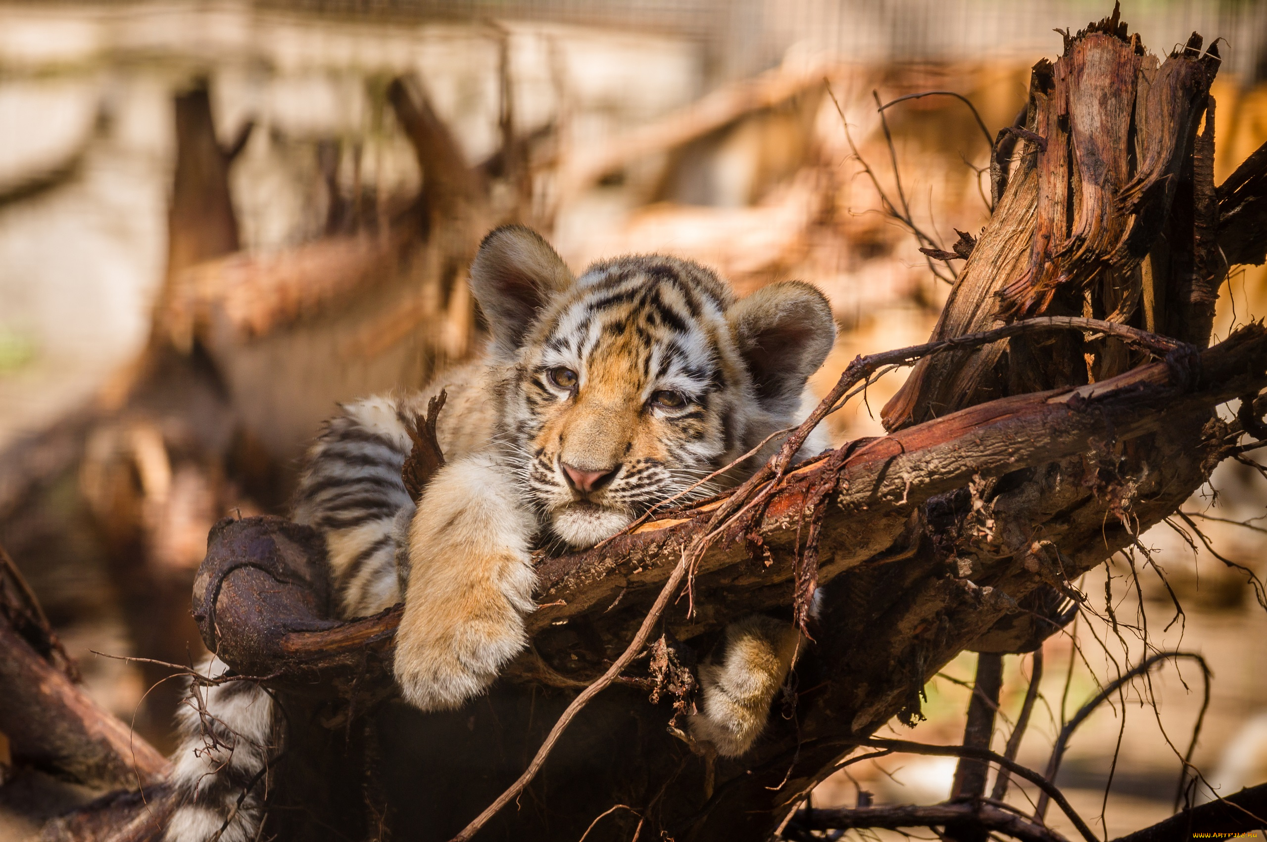 животные, тигры, новосибирский, зоопарк, новосибирск, звери