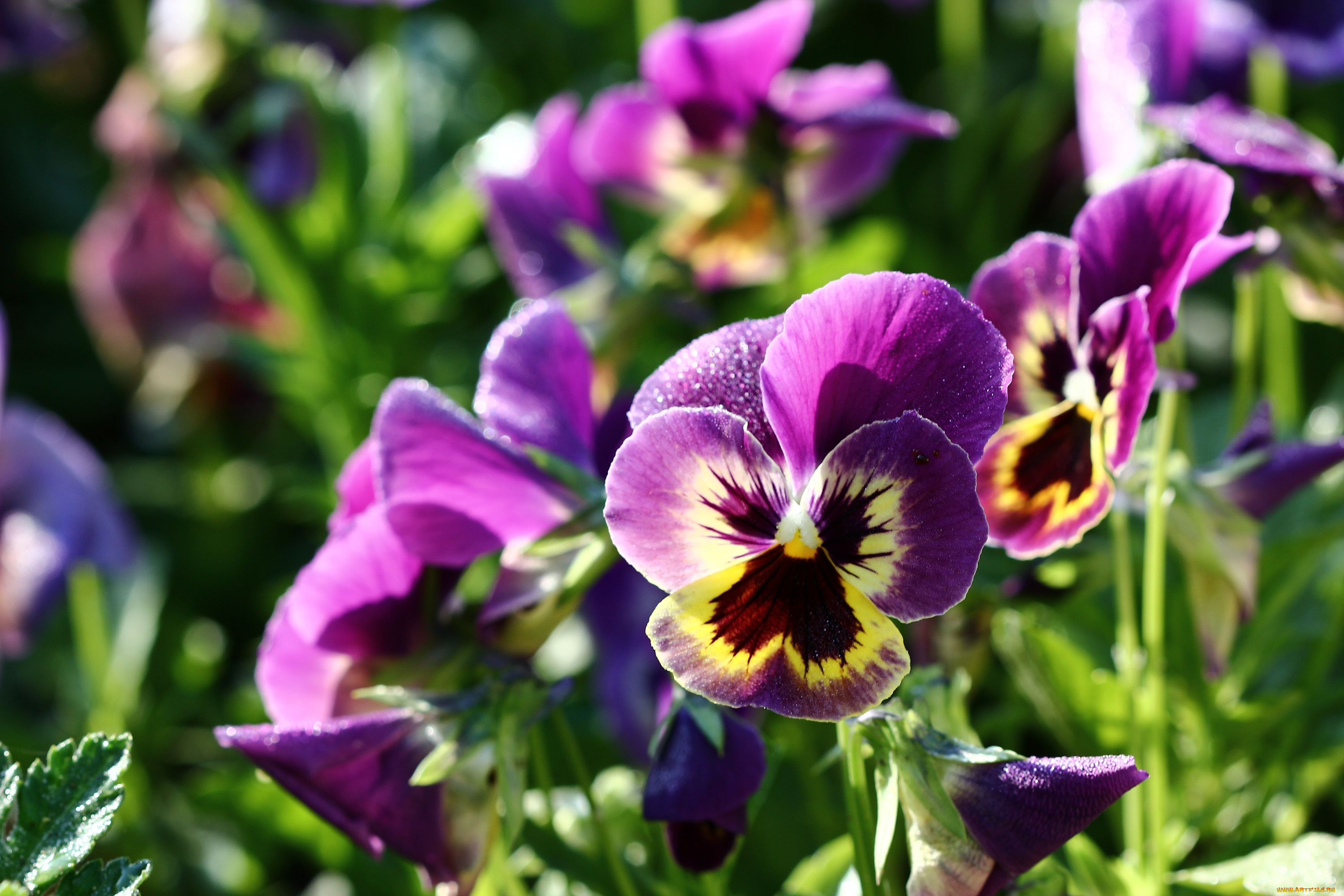 цветы, анютины, глазки, , садовые, фиалки, роса, лето, июнь, виола, анютины, глазки, утро, фиалки