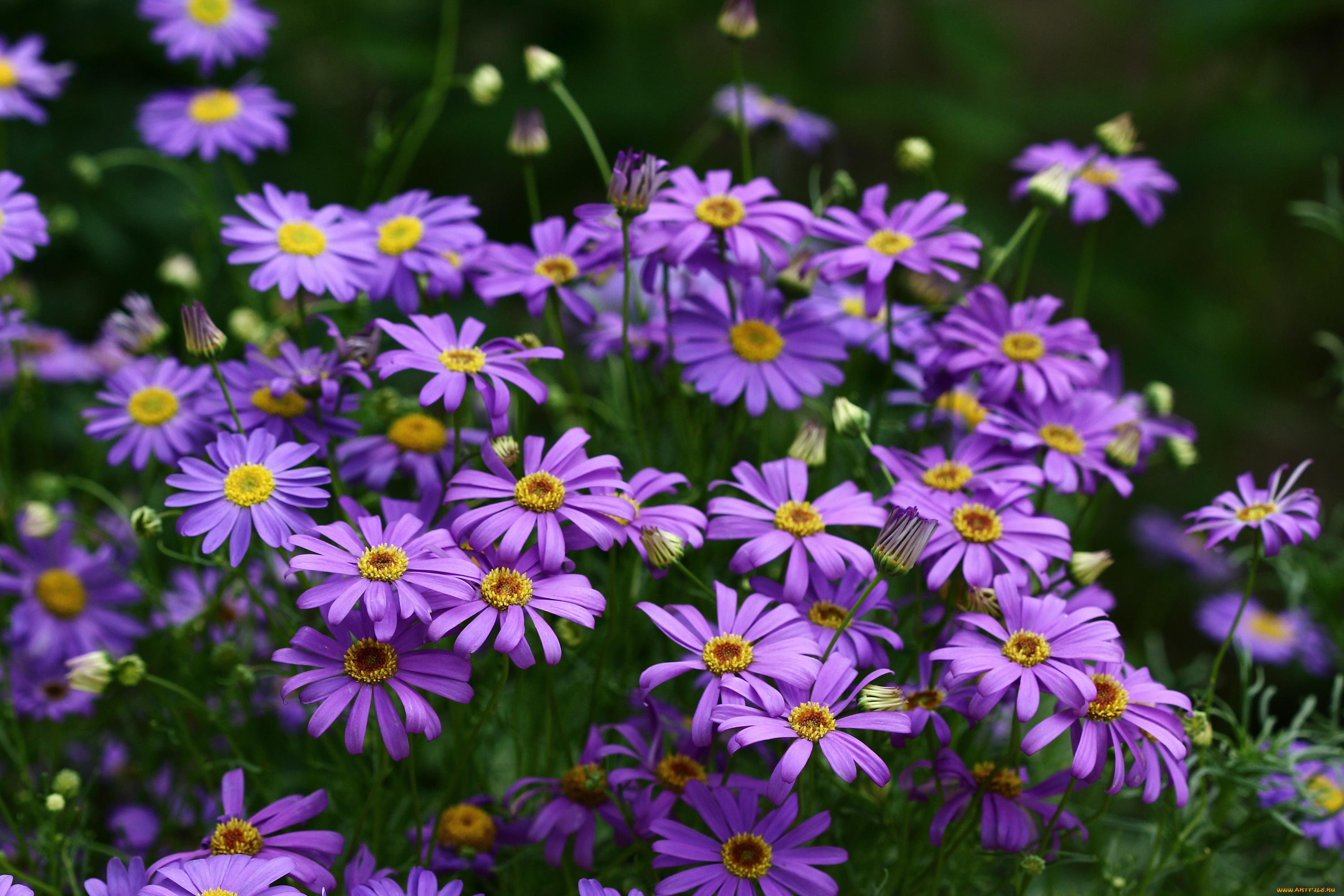 цветы, брахикома, красота, июль, флора, сад, природа, лето, дача