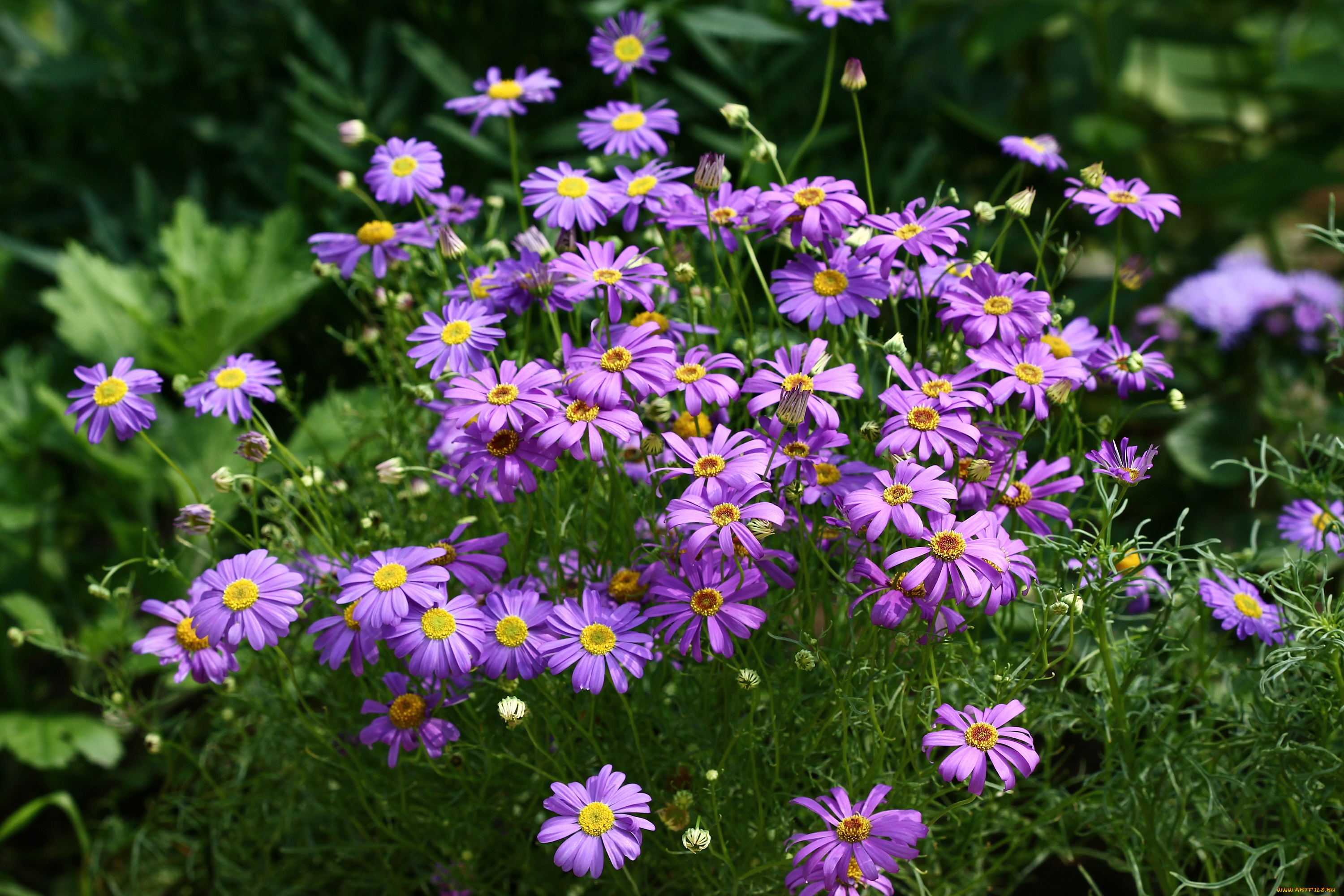 цветы, брахикома, красота, сад, флора, дача, июль, цветение, лето