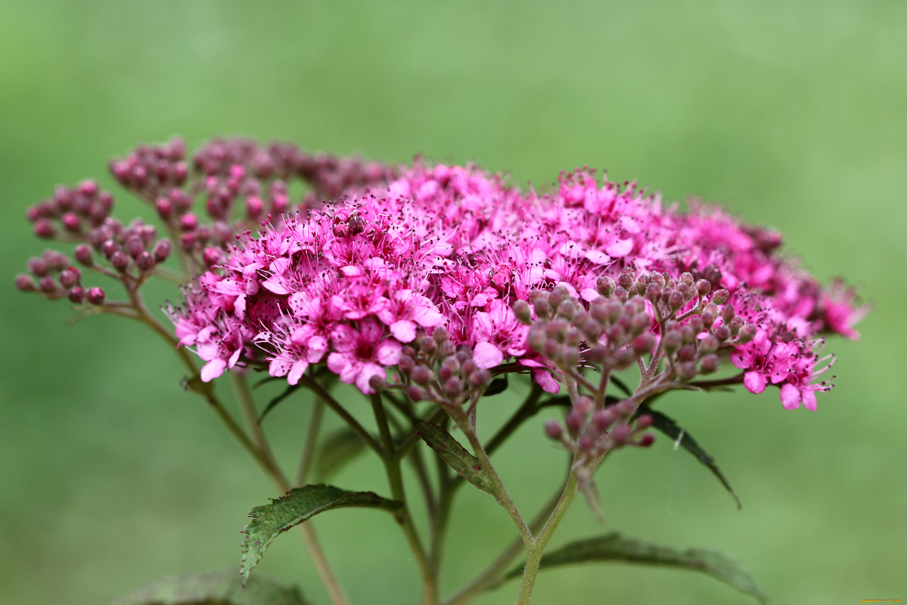 цветы, цветущие, деревья, , , кустарники, дача, декоративные, кустарники, лето, цветущие, флора, спирея, сад, июль, природа