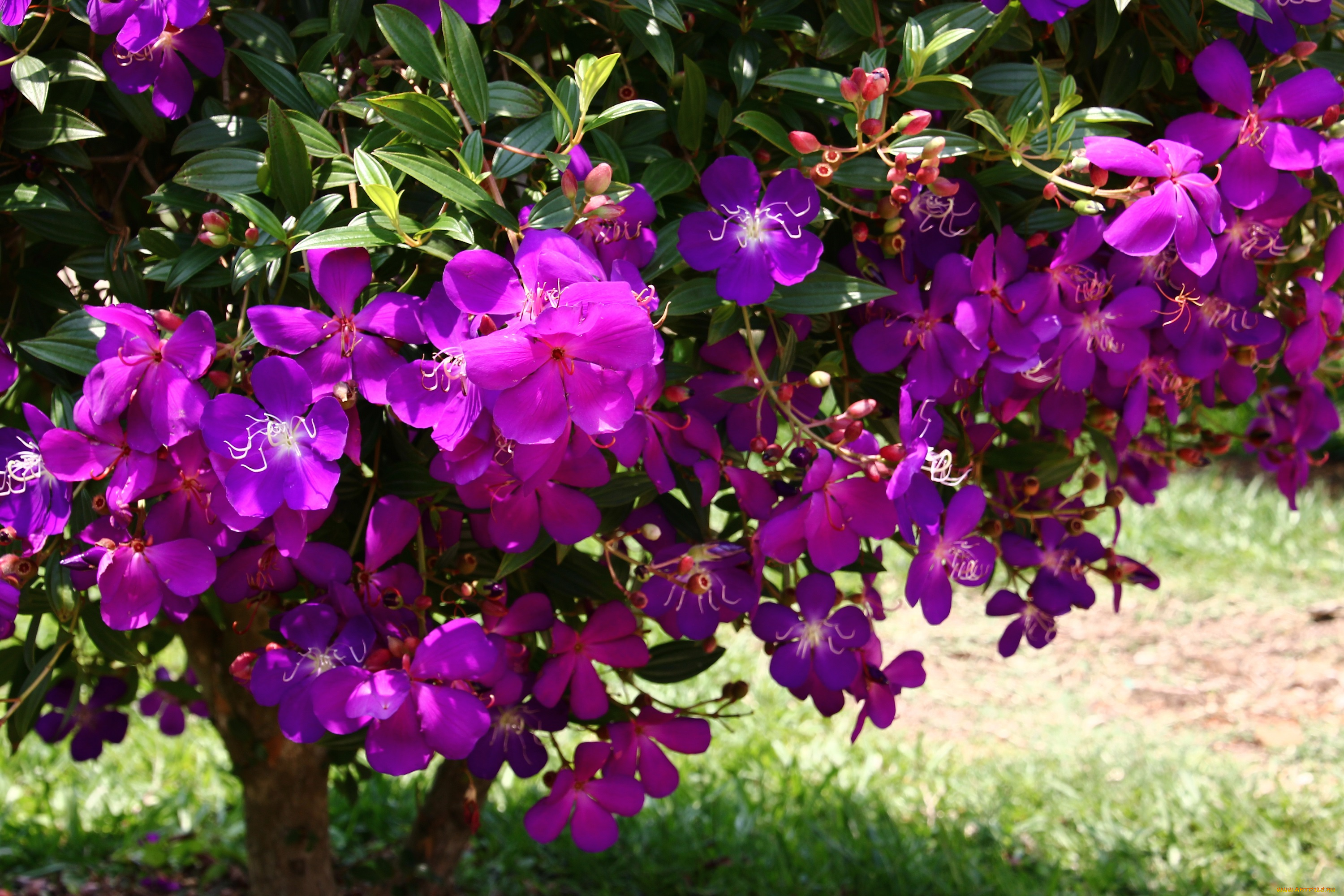 цветы, цветущие, деревья, , , кустарники, вьетнам, тибухина, урвилля, парк, далат