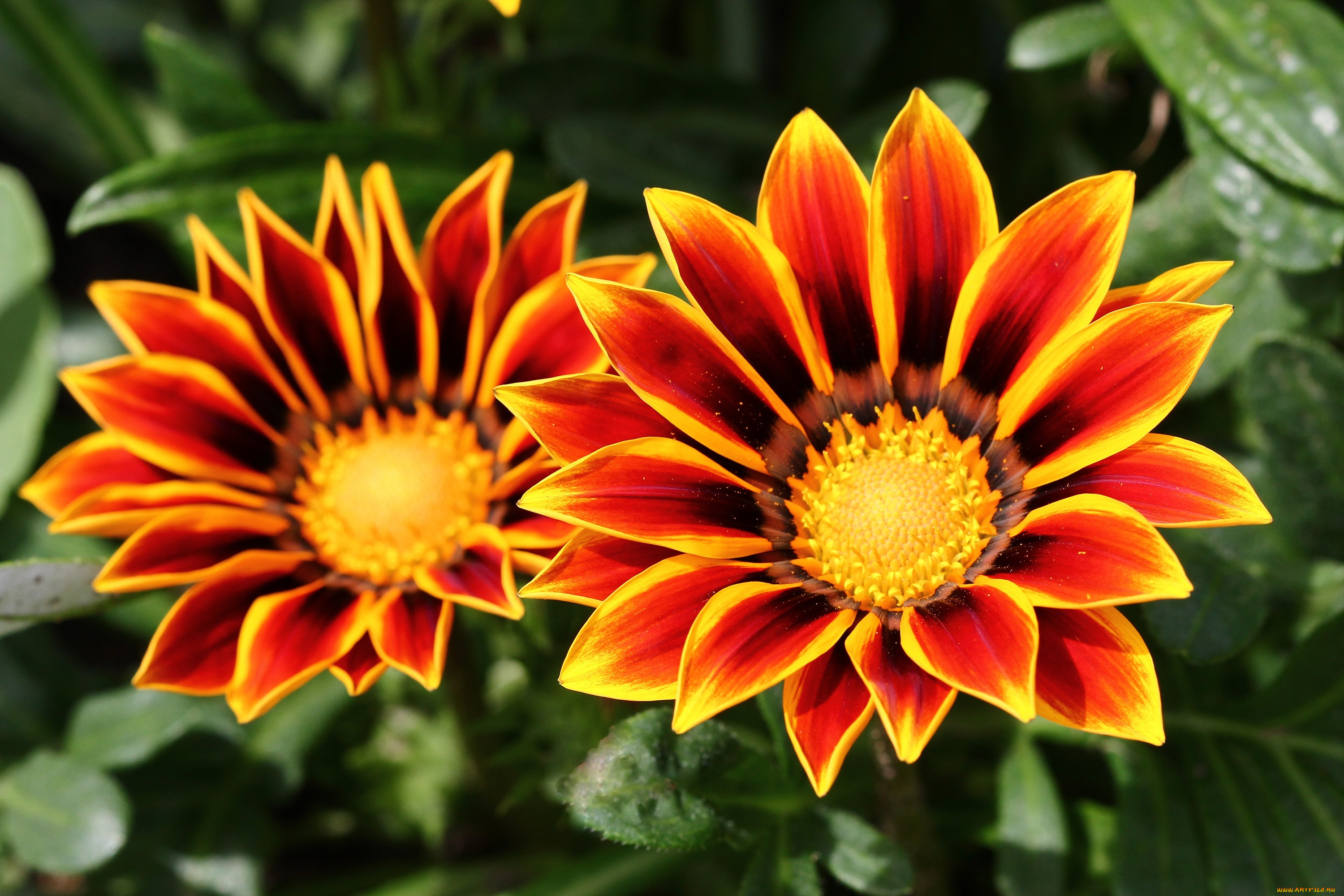 цветы, газания, сад, лето, июль, дача, гацания