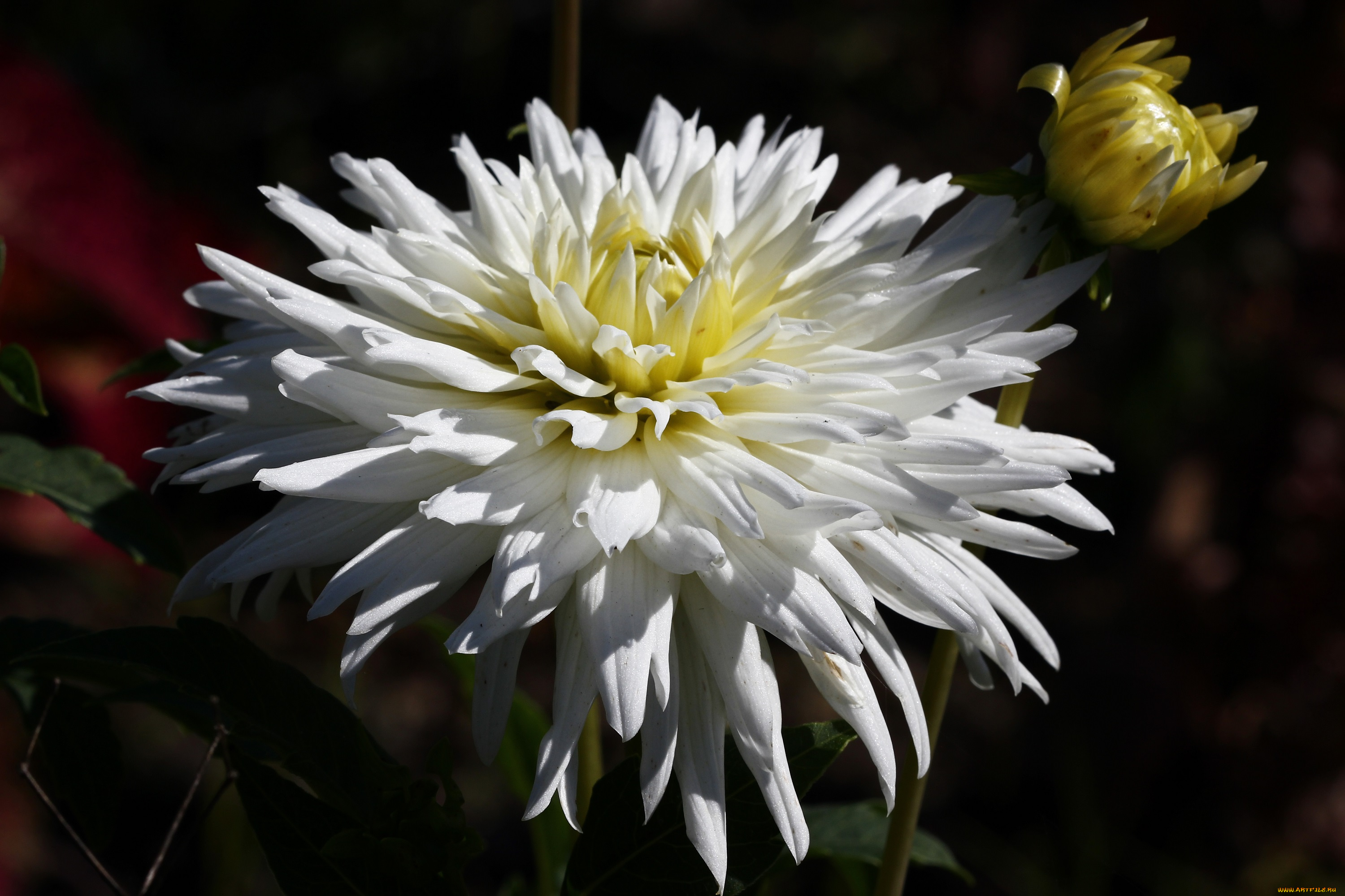 цветы, георгины, красота, дача, август, флора, лето, сад