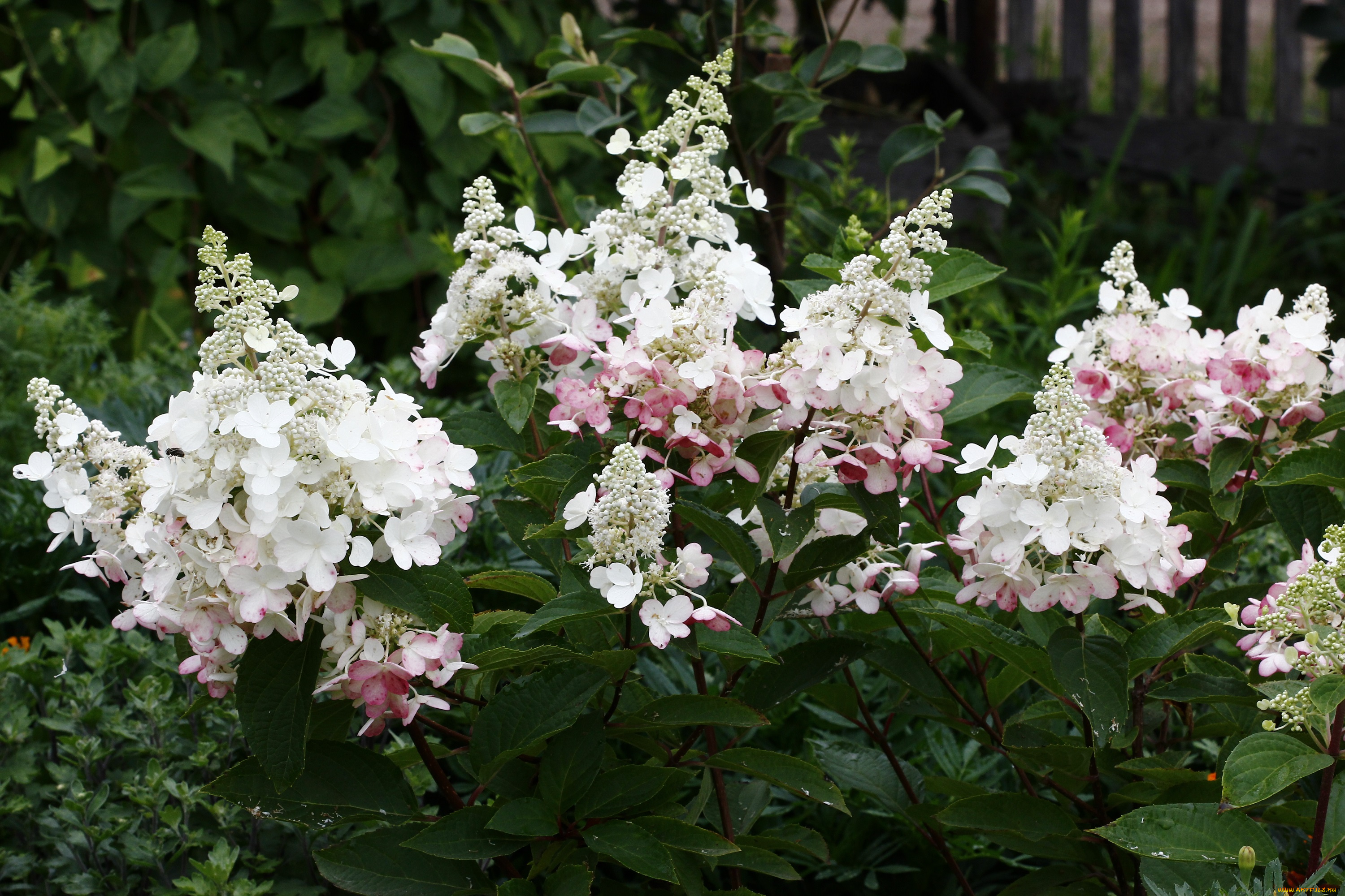цветы, гортензия, цветущие, кустарники, сад, лето, дождь, дача, август