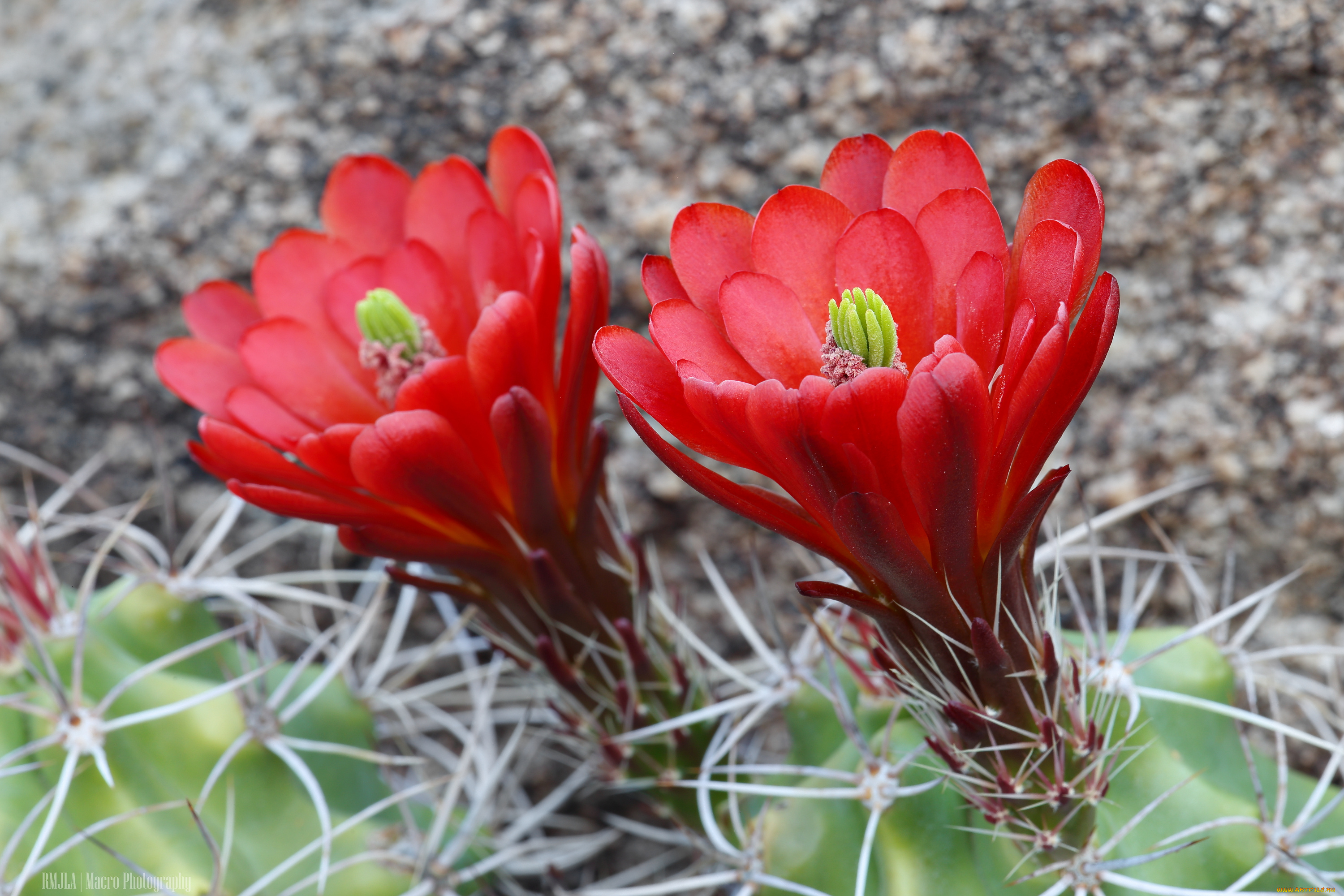 цветы, кактусы, цветение, колючки, кактус