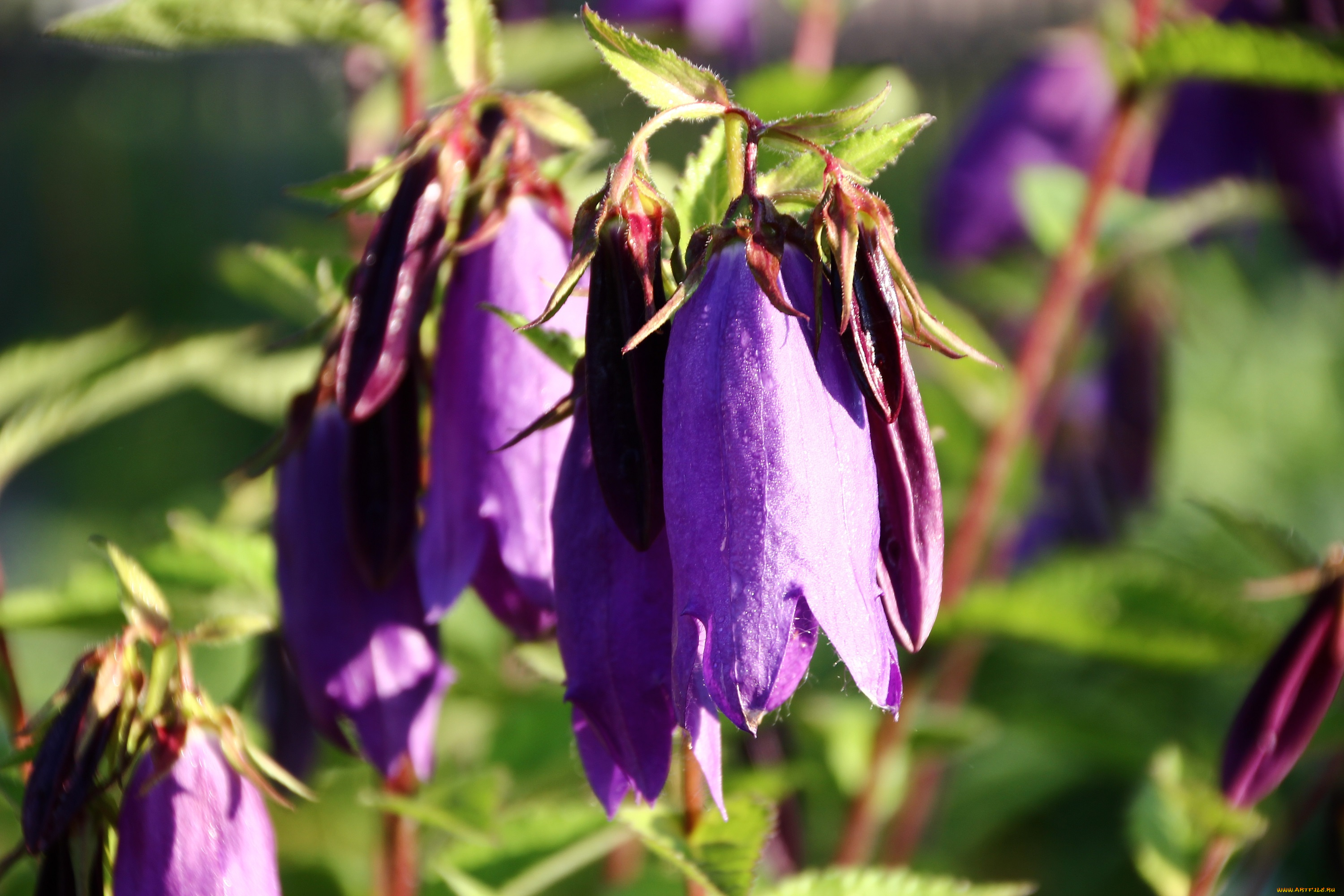 цветы, колокольчики, лето, флора