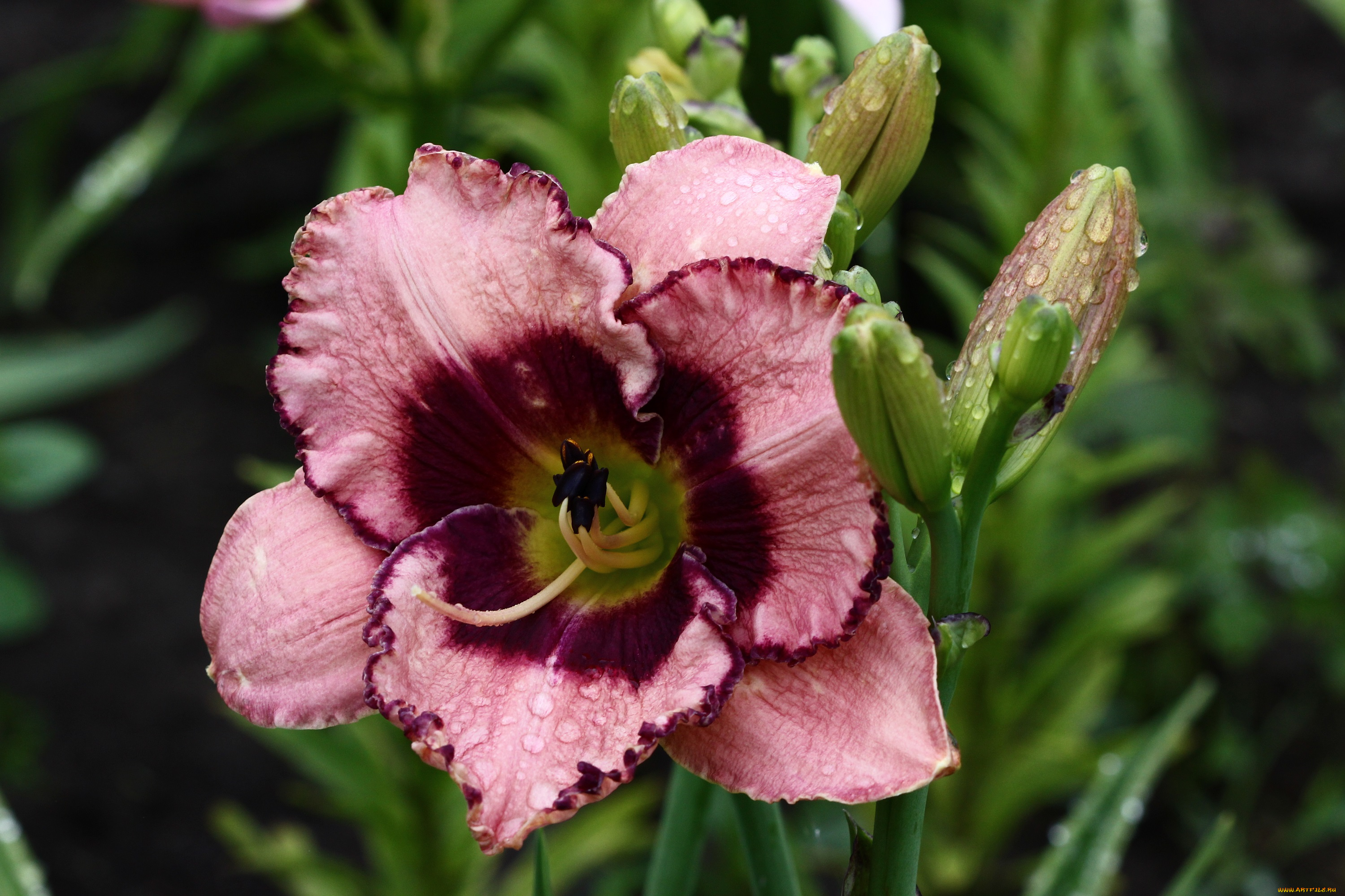 цветы, лилии, , лилейники, дождь, июль, капли, дождя, дача, лилейники