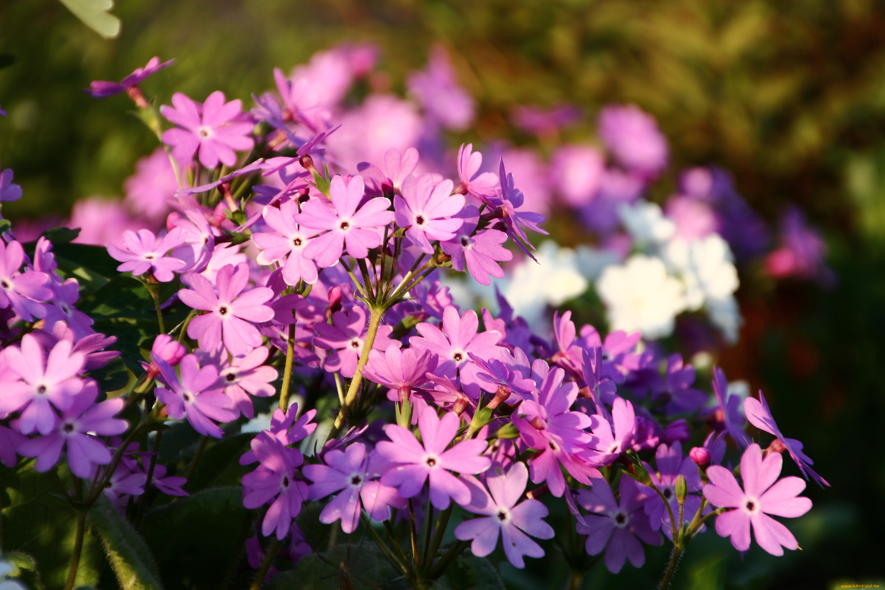 цветы, примулы, флора, примула, сад, май, весна, дача