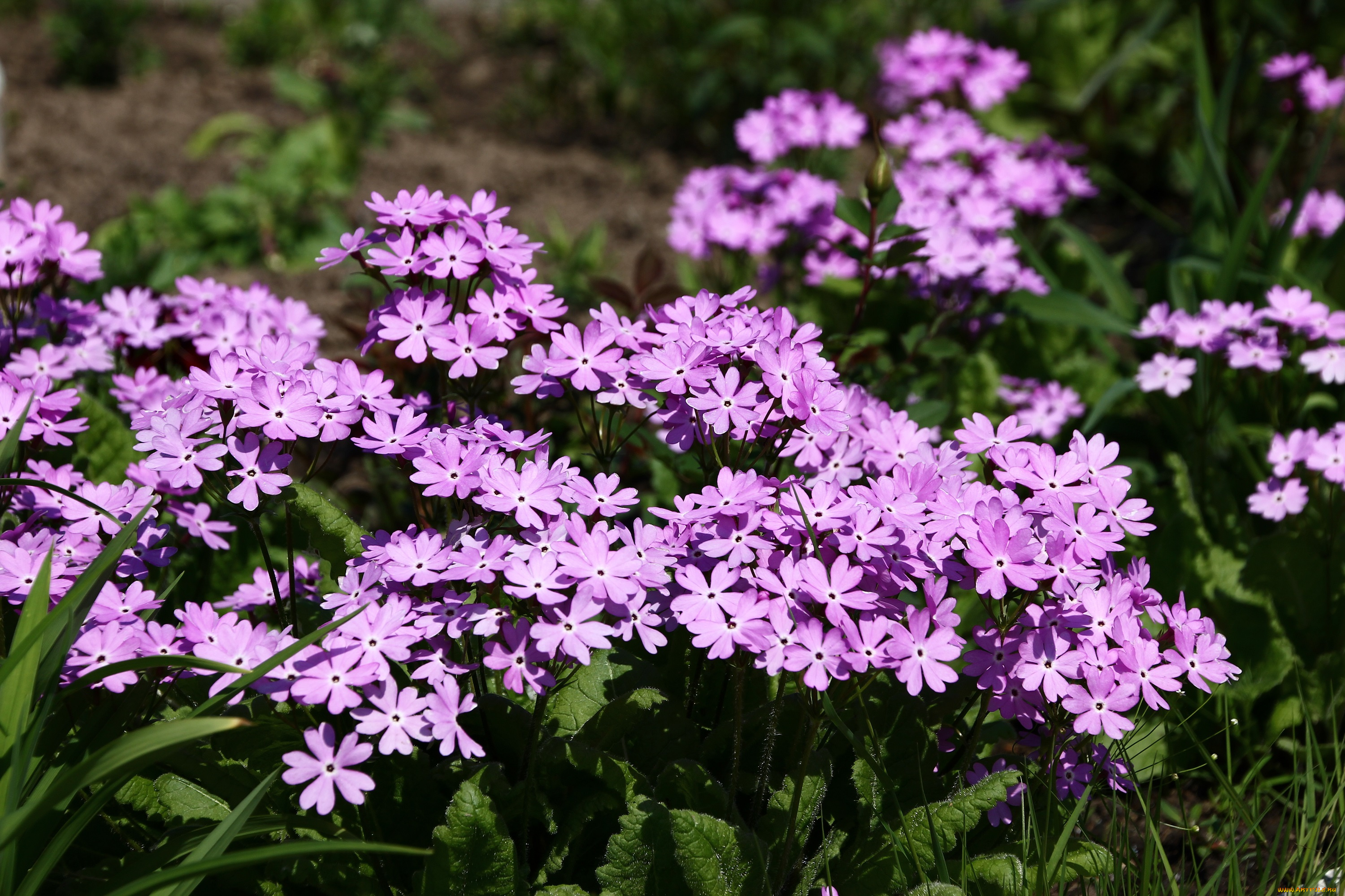 цветы, примулы, май, дача, сад, примула, весна, весеннецветущие
