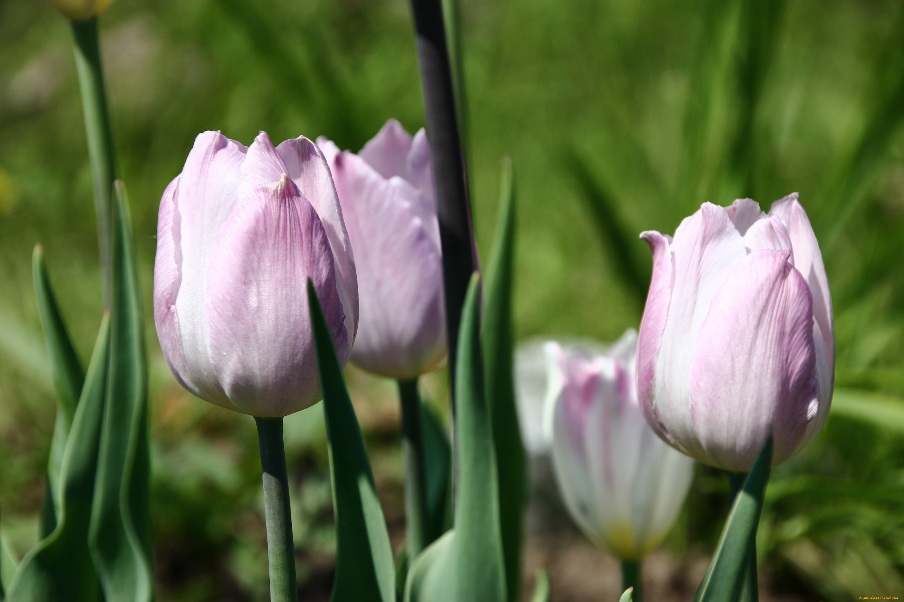 цветы, тюльпаны, капли, цветение, лепестки, бутоны
