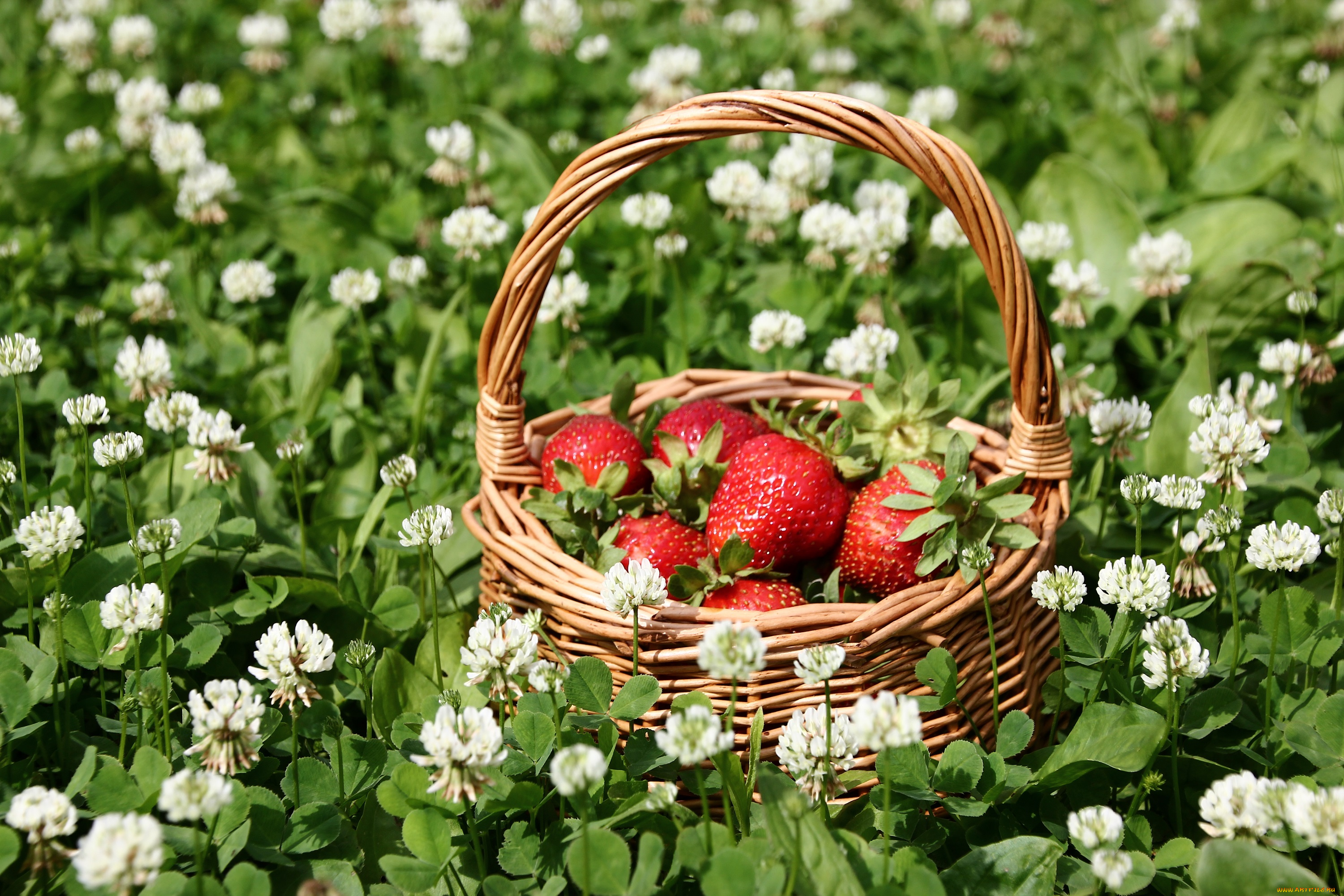 еда, клубника, , земляника, лето, корзинка, композиция, клевер, июль, дача