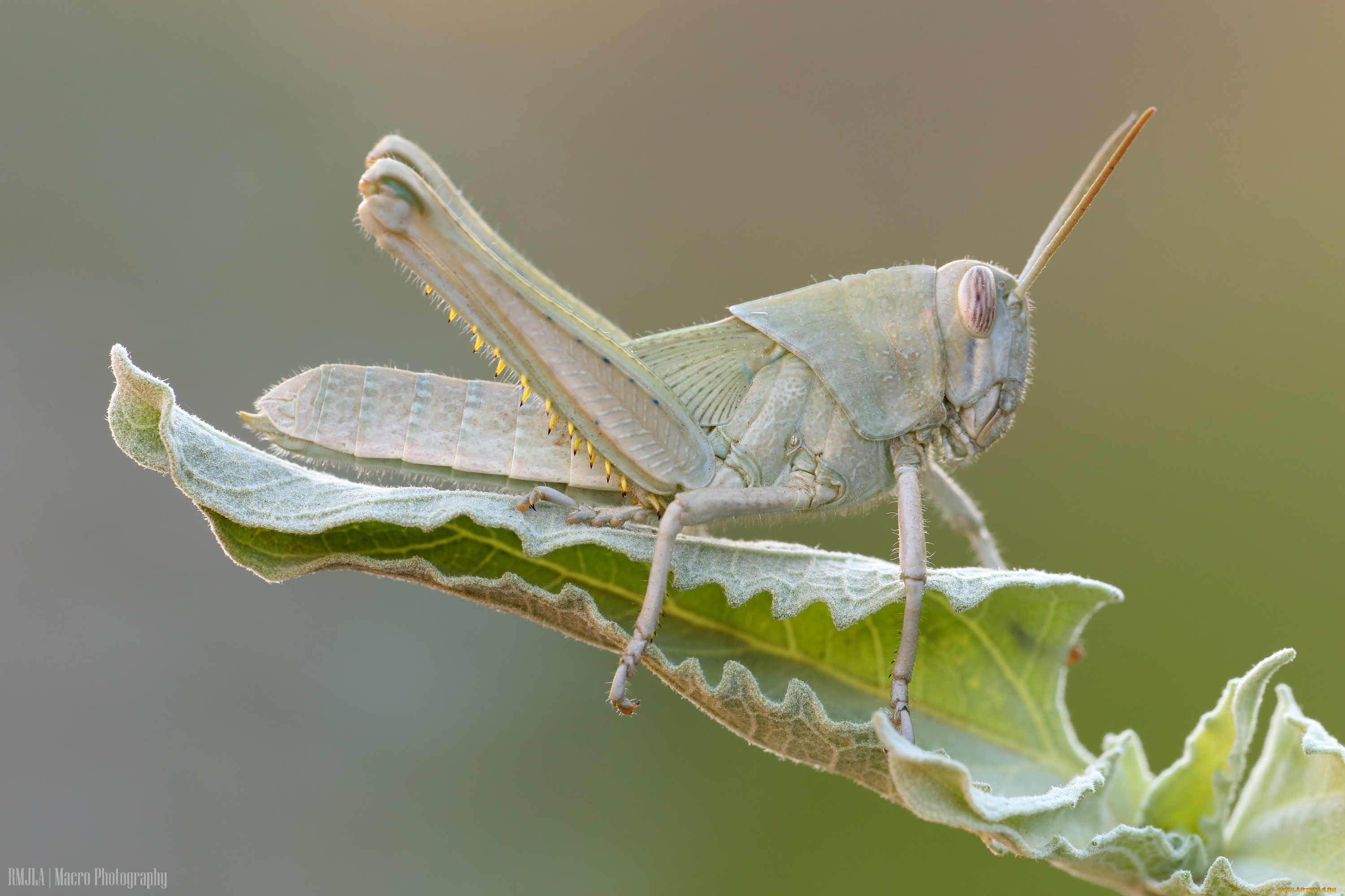 животные, кузнечики, , саранча, фон, природа, листик, насекомое, кузнечик