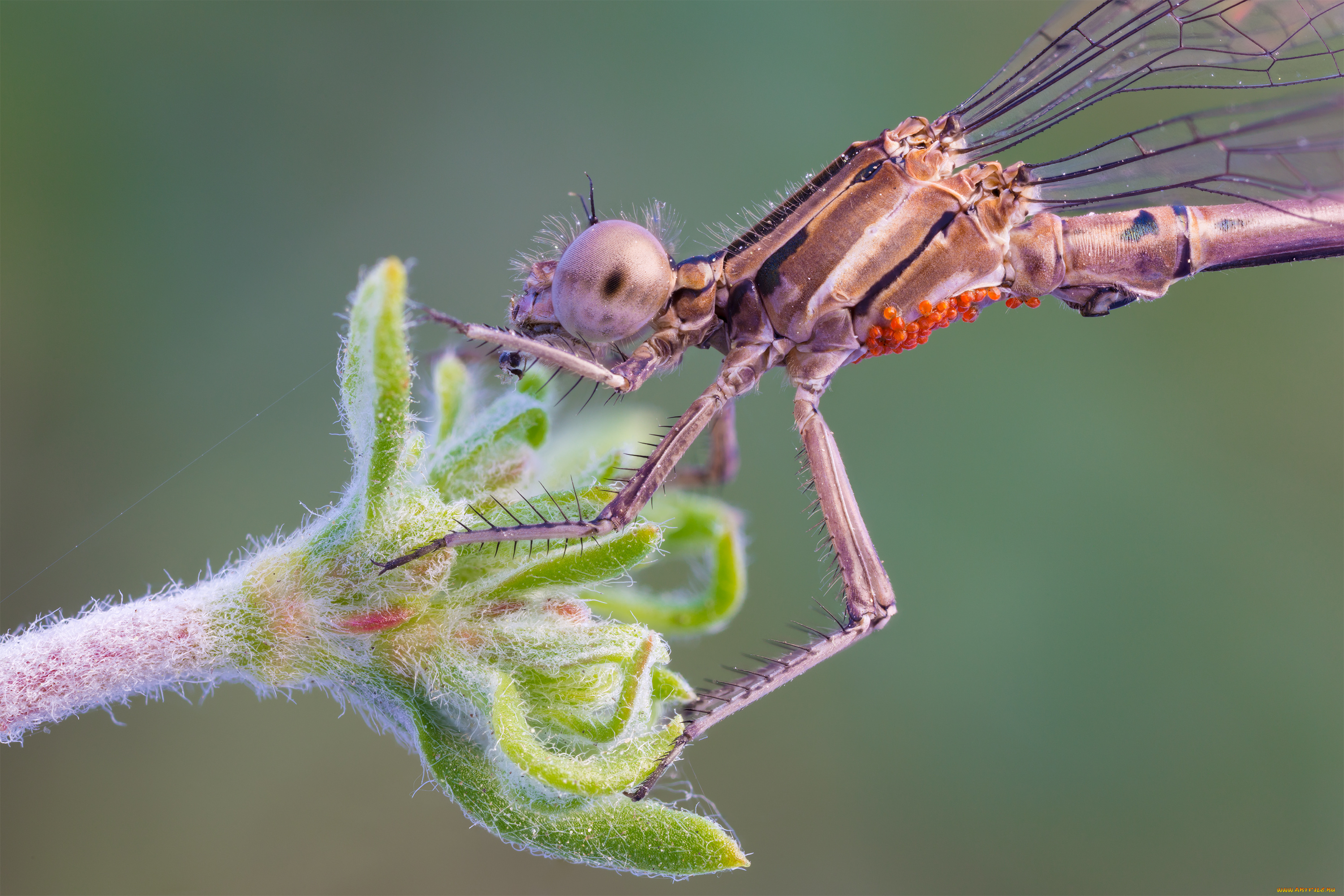 животные, стрекозы, макро, глаза, стрекоза, фон