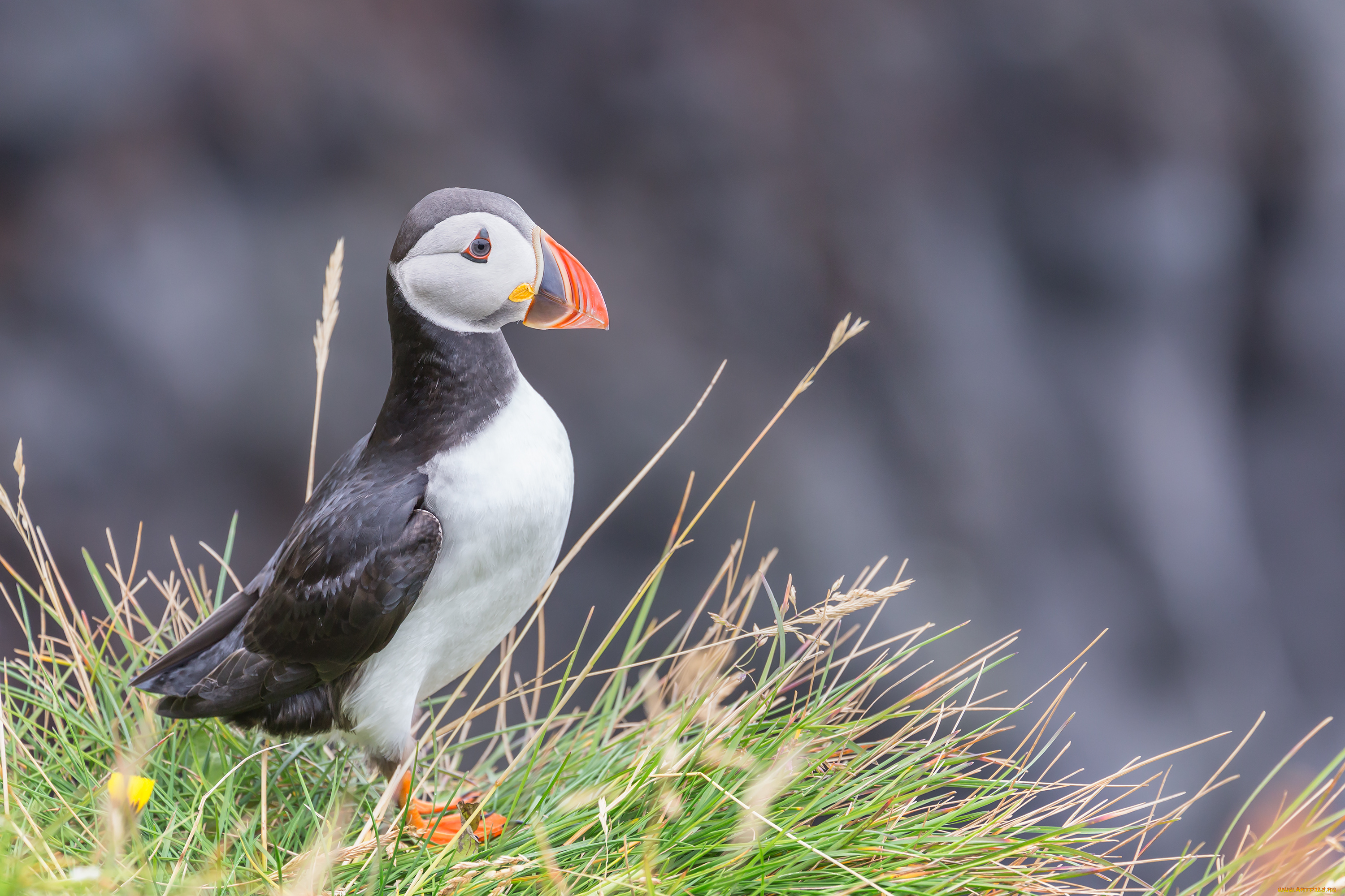 животные, тупики, птица, перья, окрас, тупик