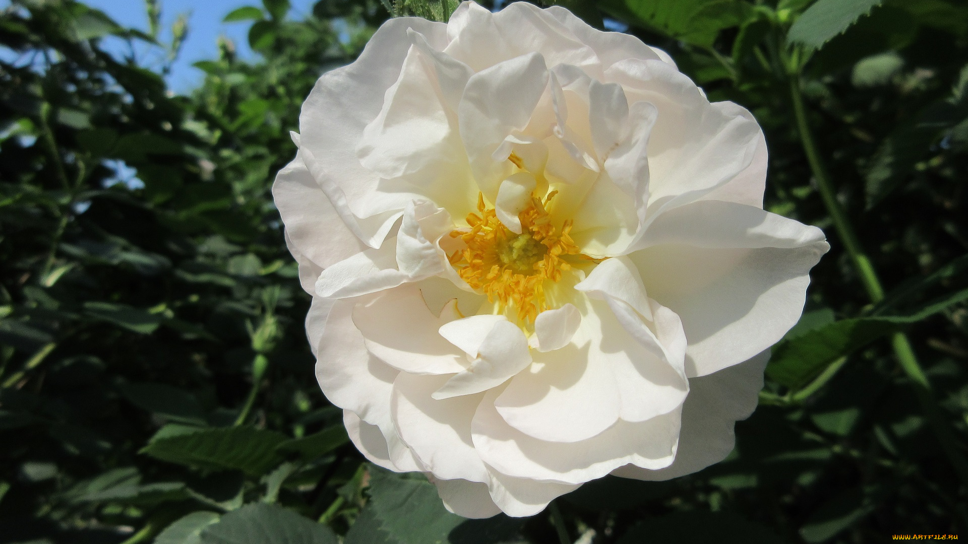 цветы, розы, весна, 2018