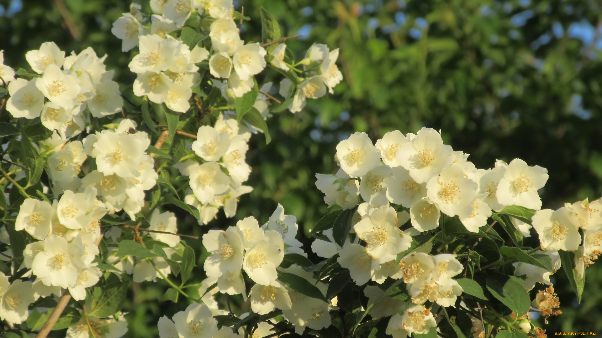 цветы, жасмин, весна, 2018