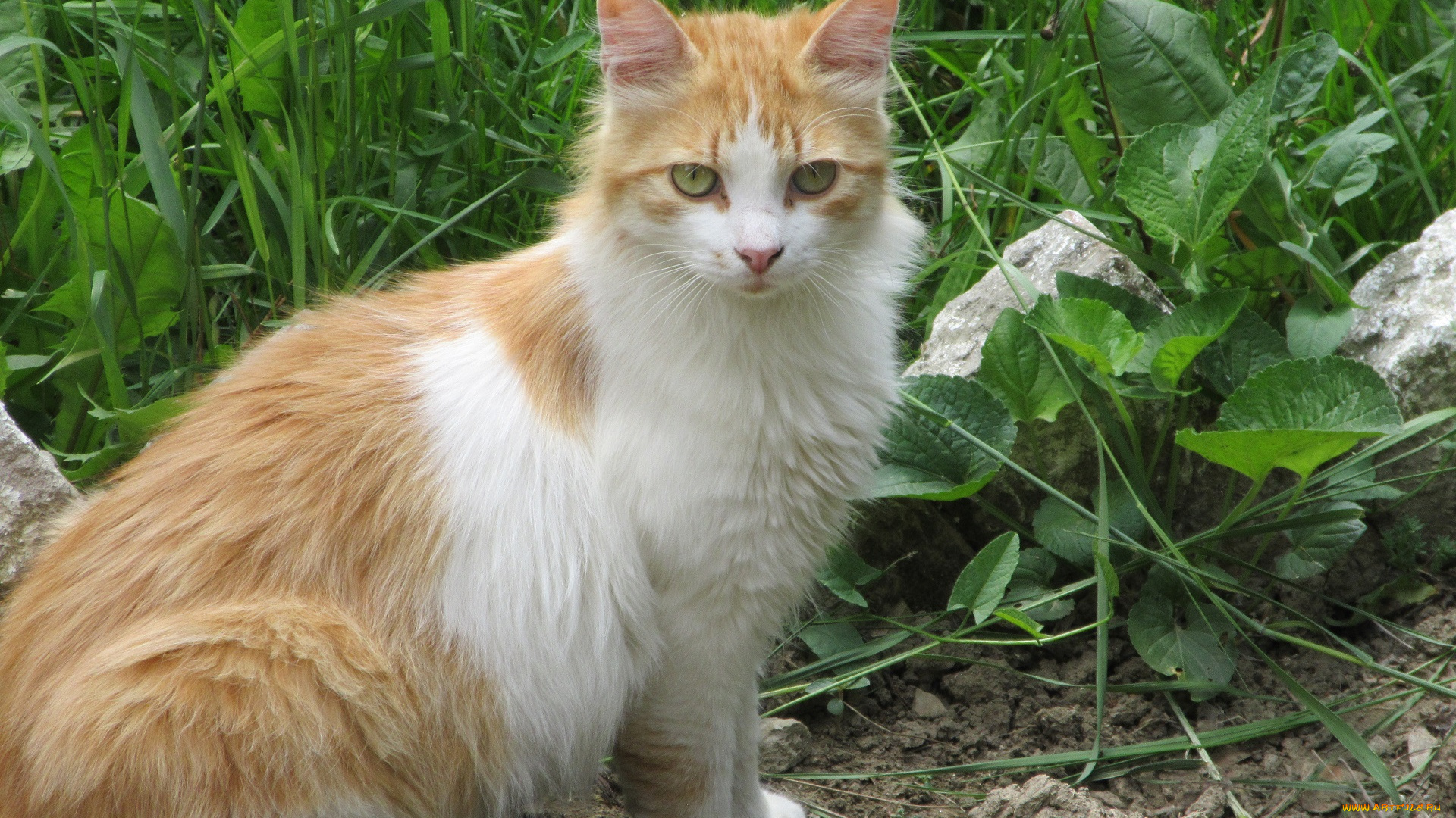 животные, коты, весна, 2018