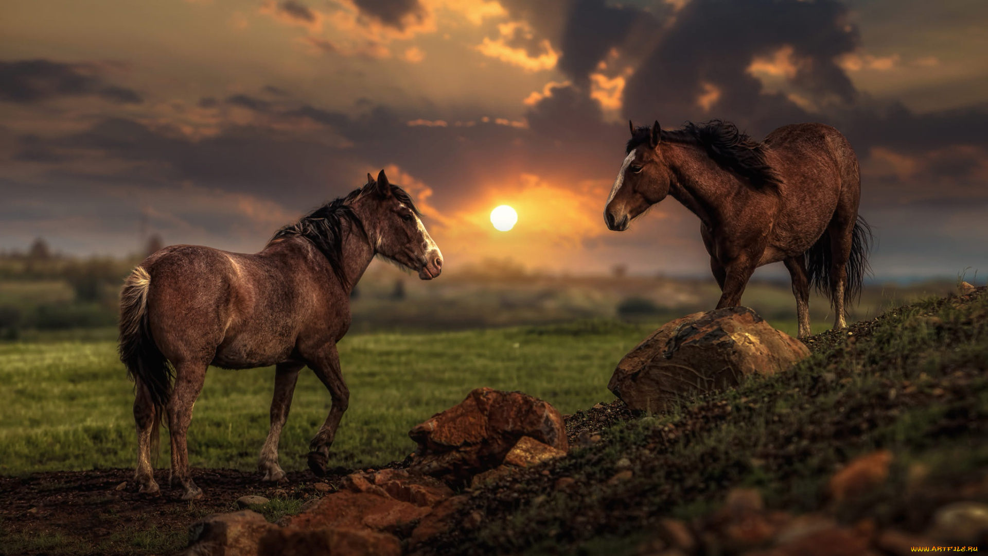 животные, лошади, два, коня, кони, две, камни, природа, гнедые, булыжники, вечер, склон, холм, пара, лето, поле, обработка, тучи, закат, небо, пейзаж, свет, облака, солнце