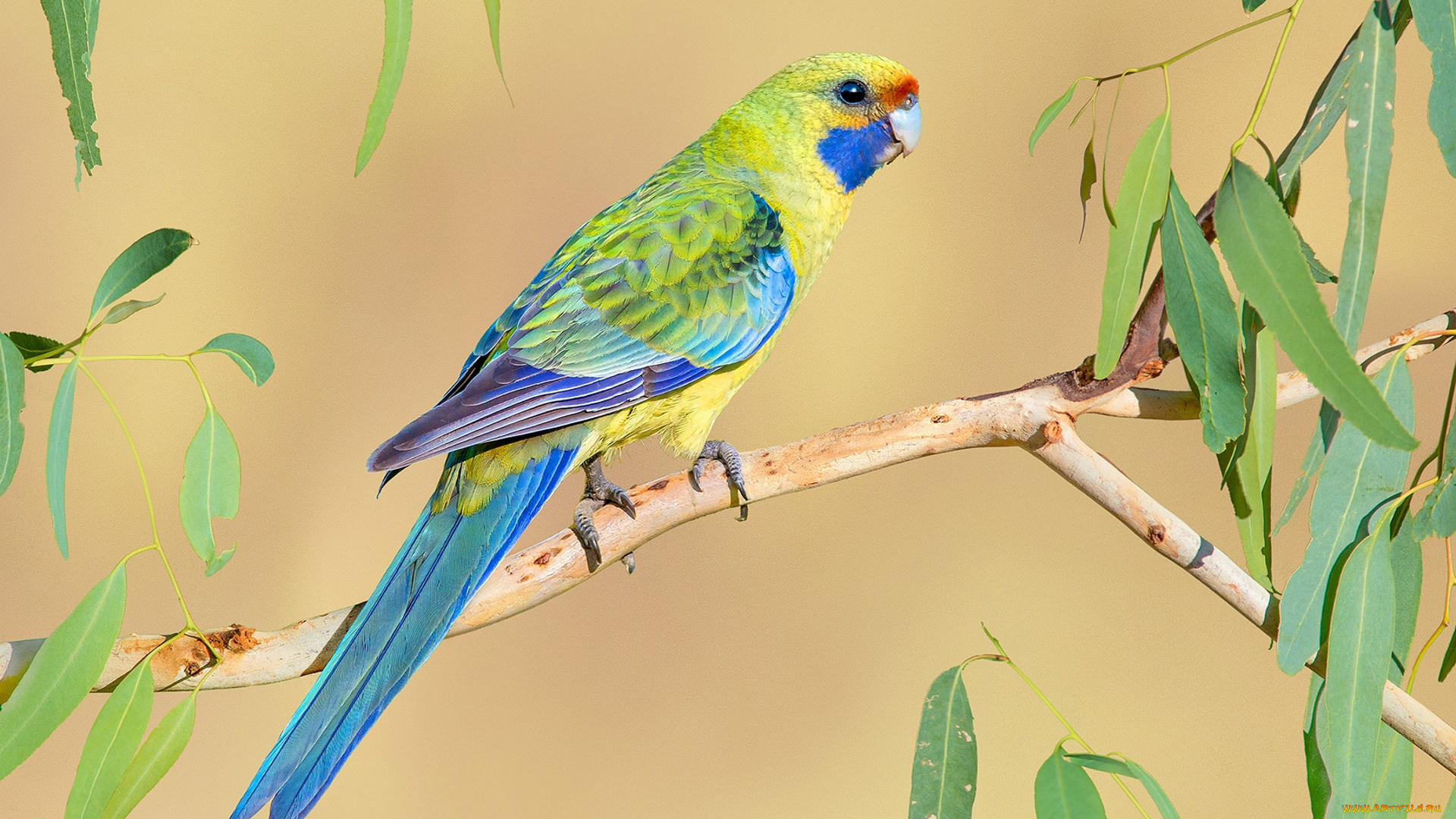 животные, попугаи, яркий, птица, попугай