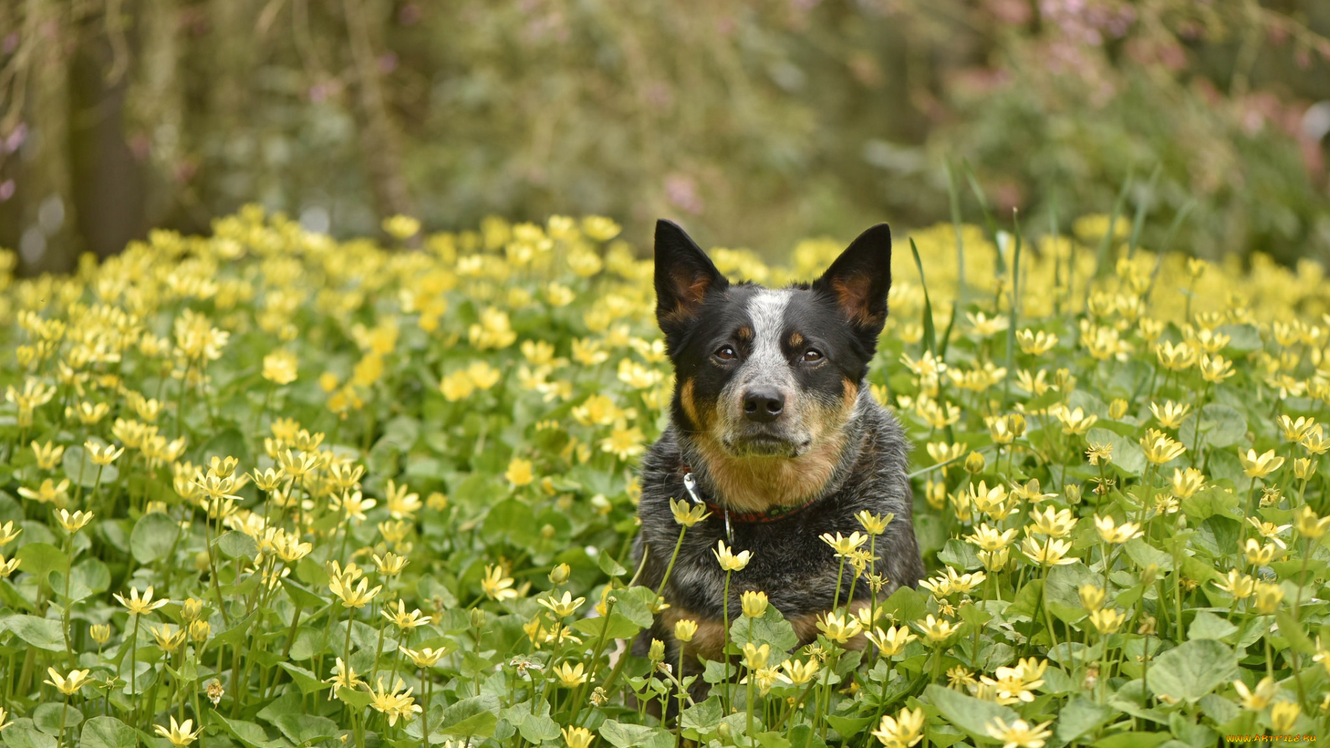 животные, собаки, собака, весна