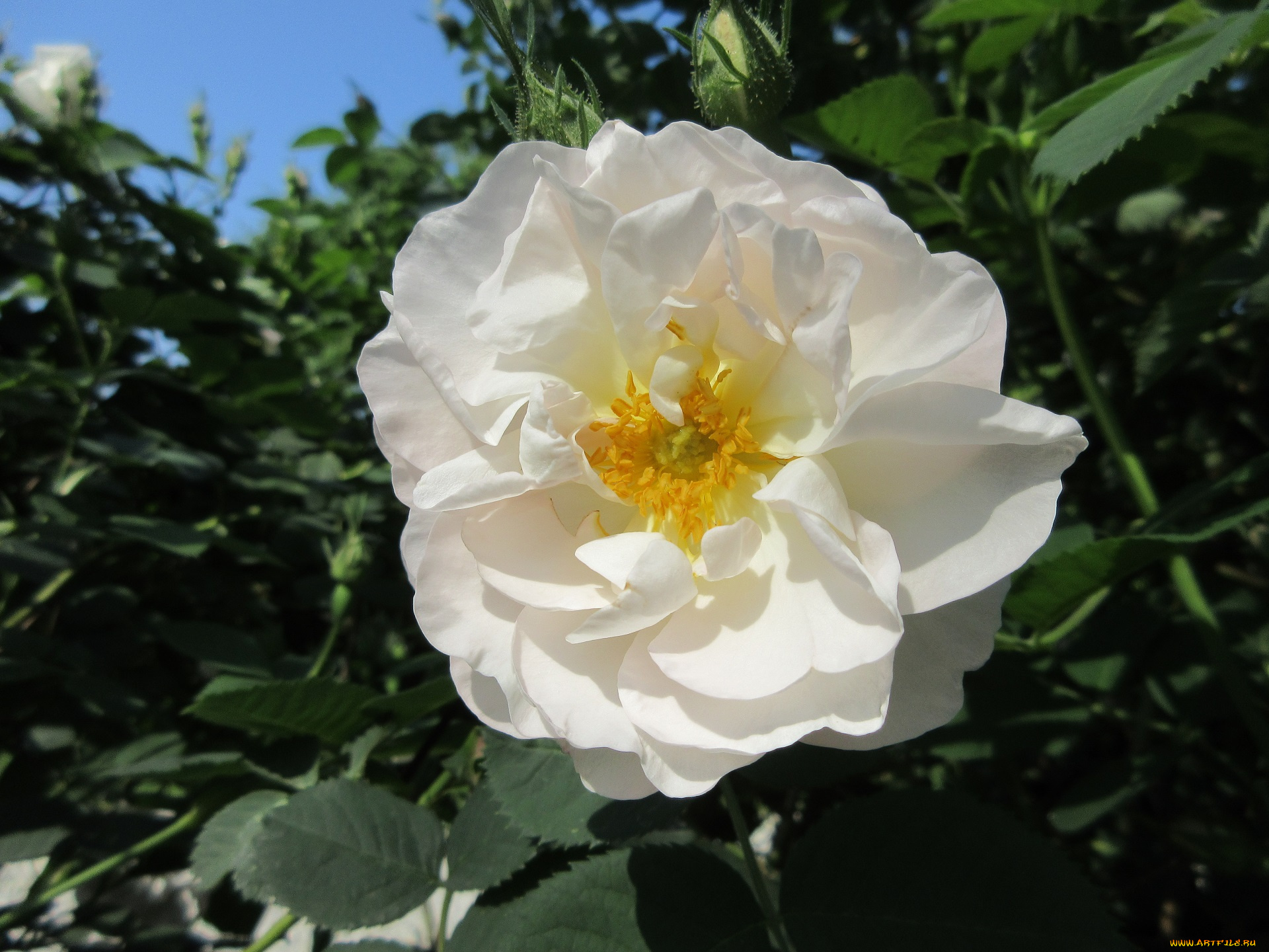 цветы, розы, весна, 2018