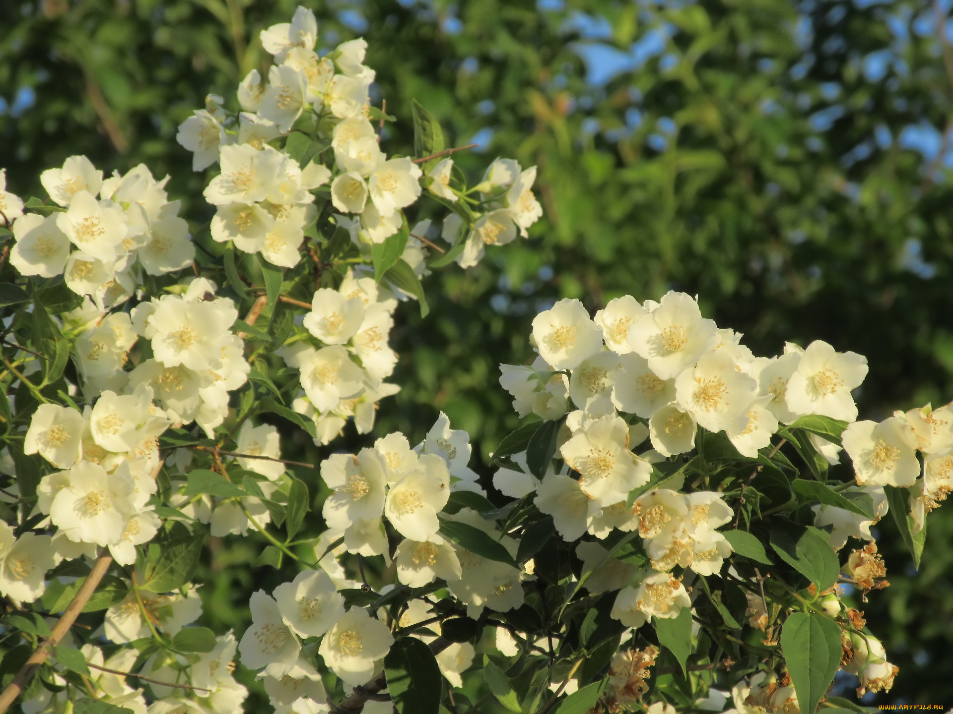 цветы, жасмин, весна, 2018