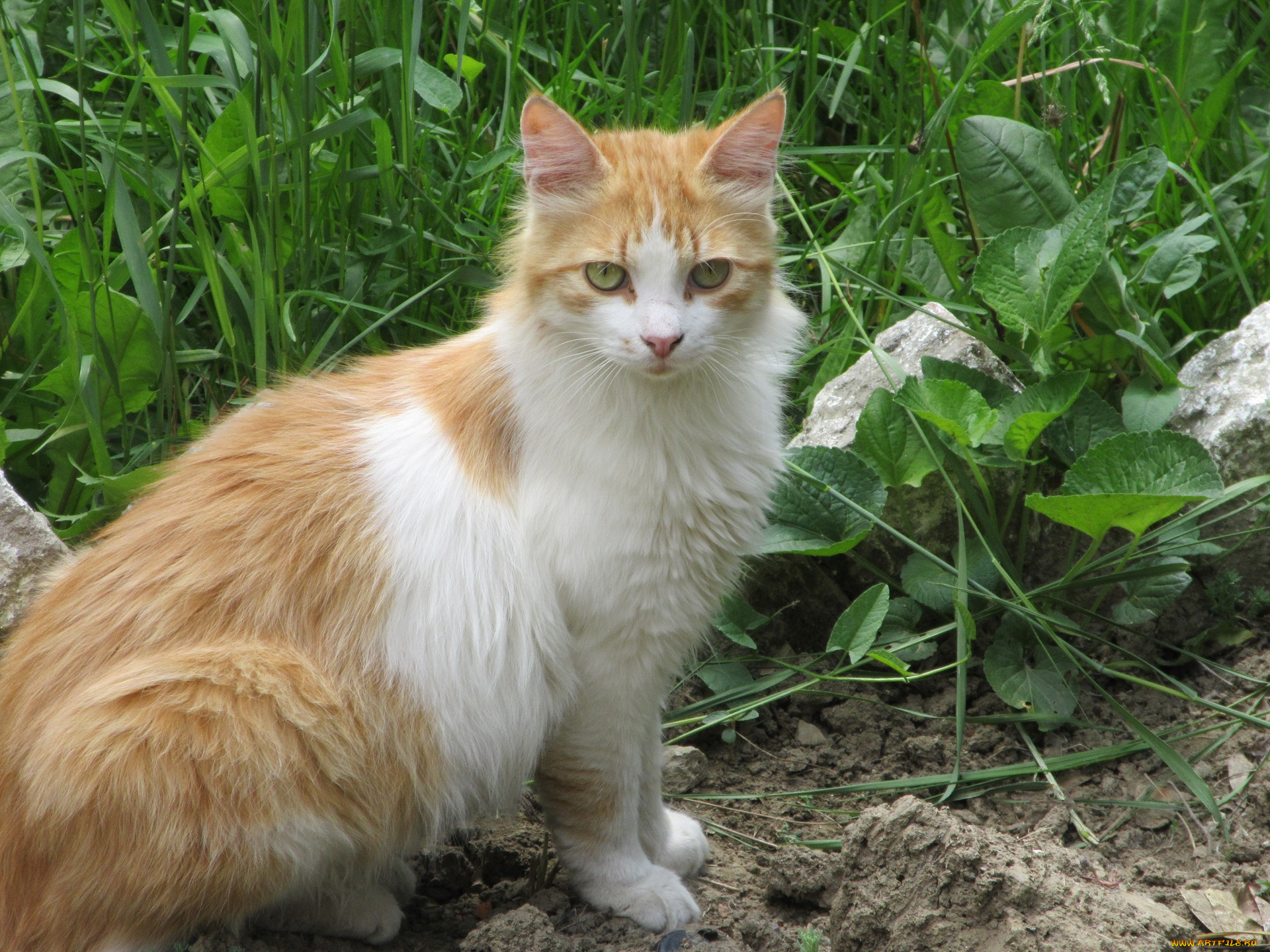 животные, коты, весна, 2018