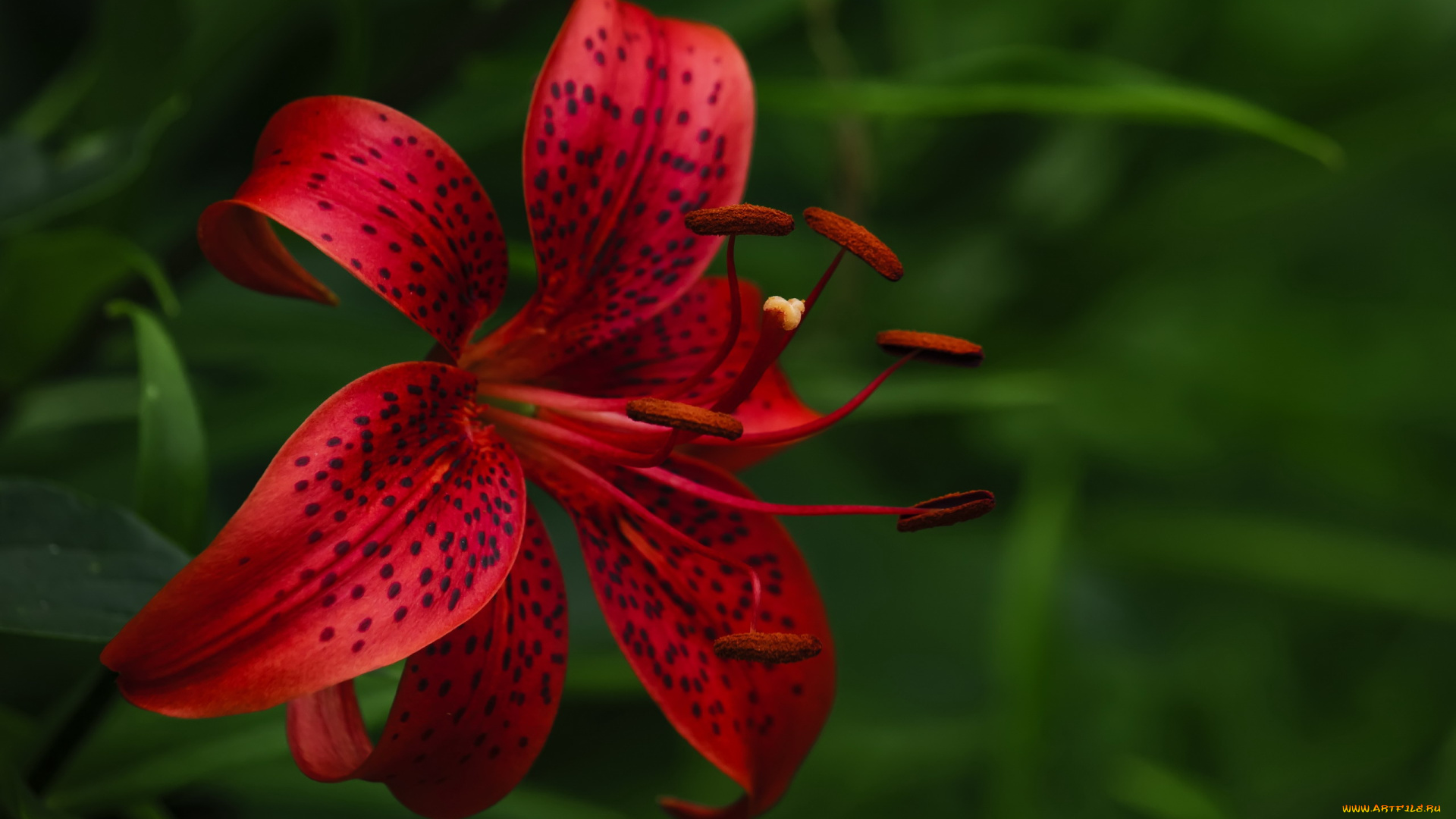 цветы, лилии, , лилейники, лилия, крапинки