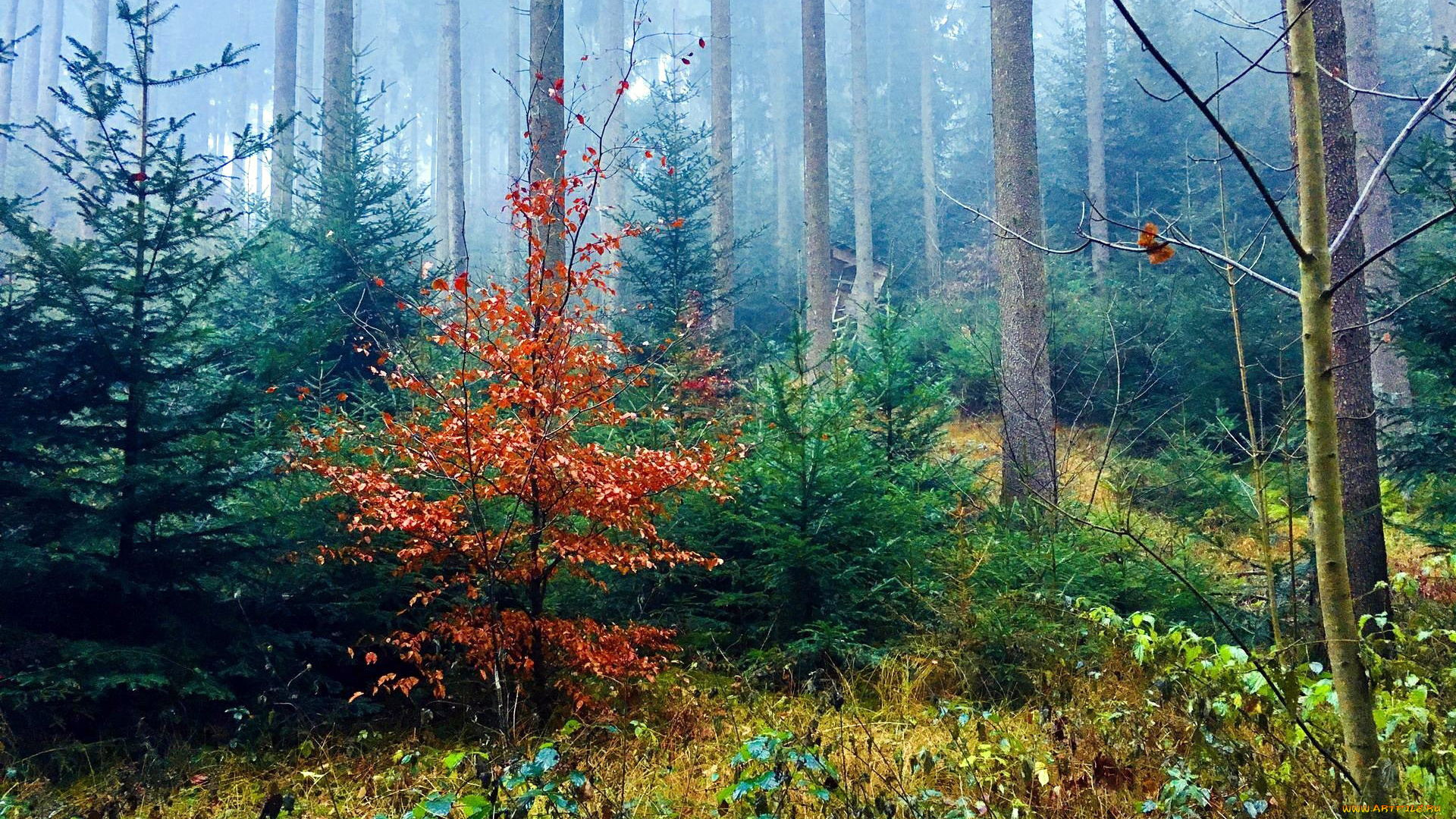 природа, лес, сосны, елки, туман