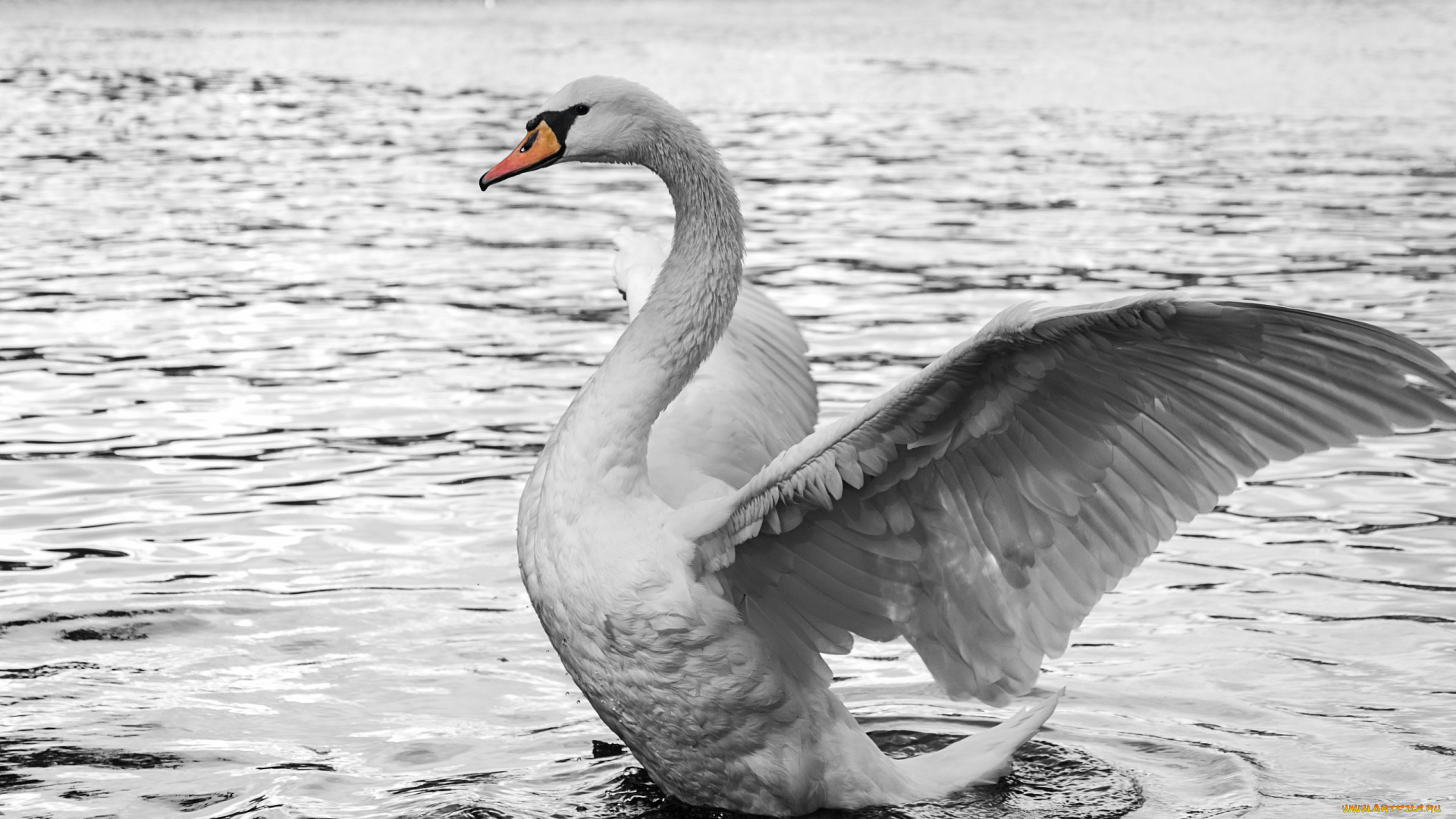 животные, лебеди, лебедь, белый, вода