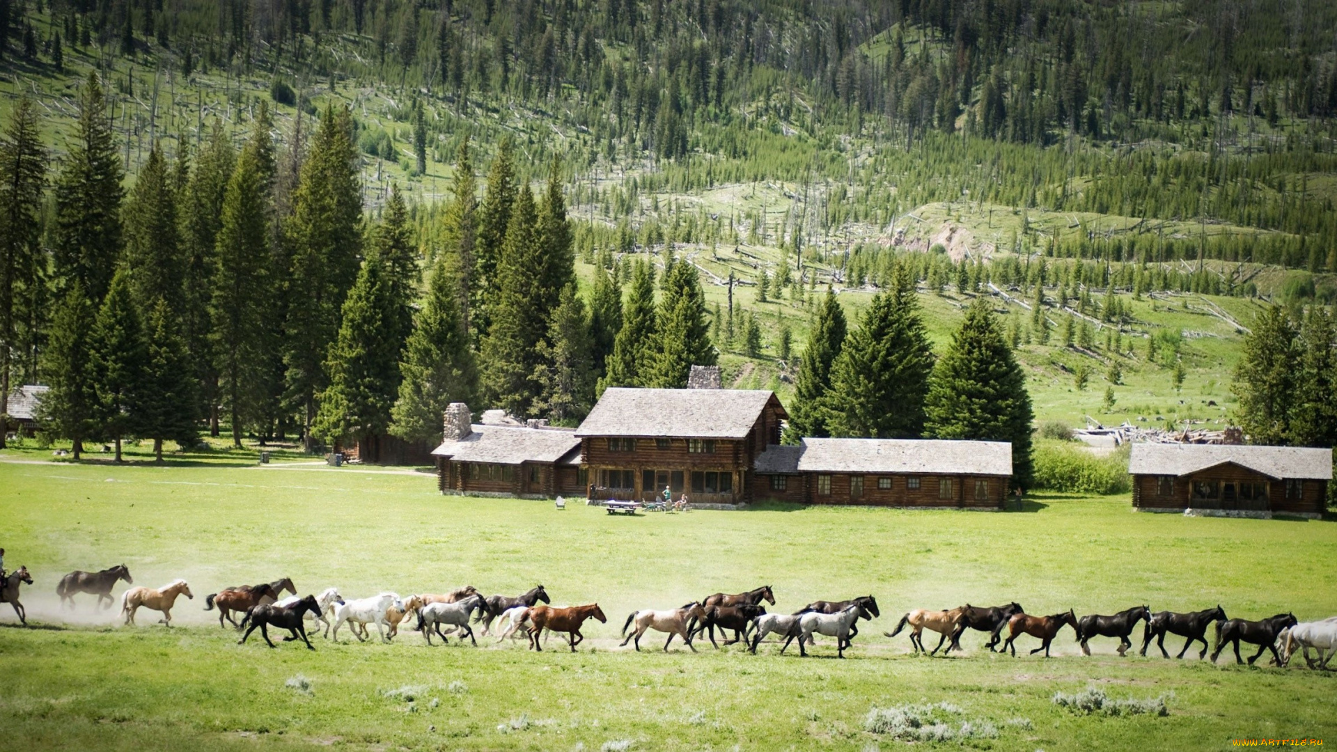 животные, лошади, табун, дома, луга, деревья