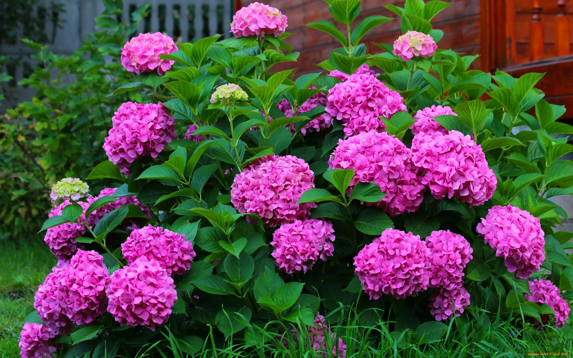 цветы, гортензия, розовая, куст