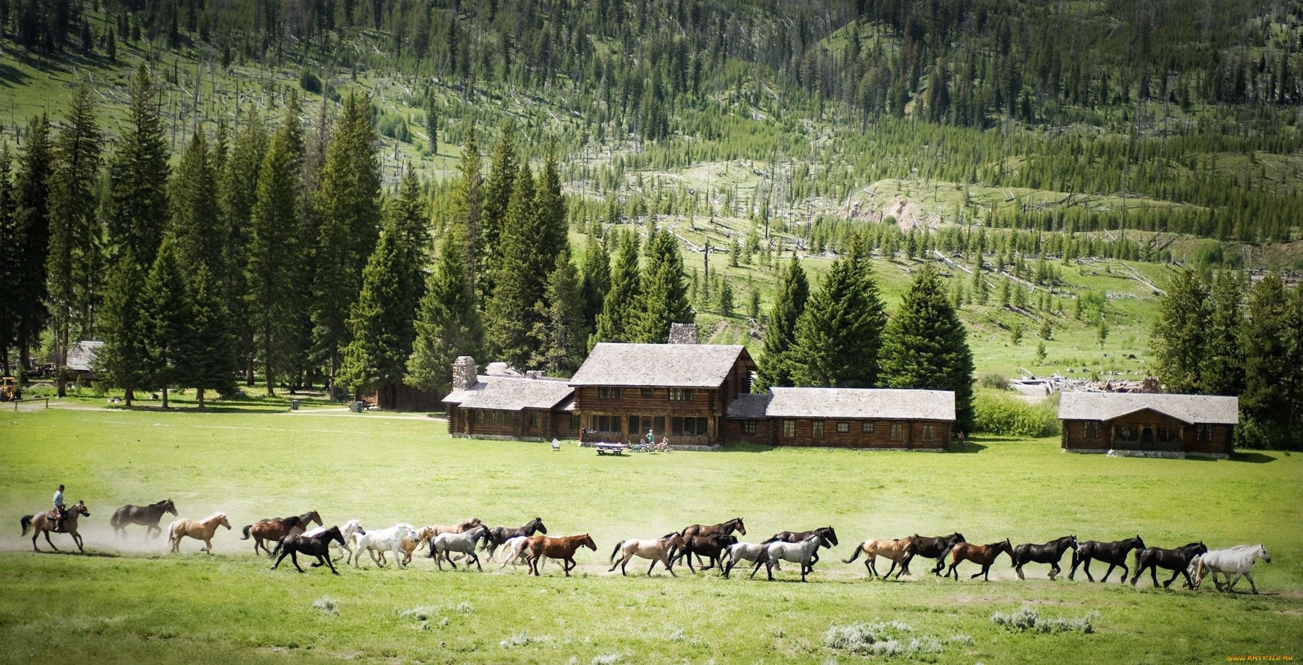 животные, лошади, табун, дома, луга, деревья