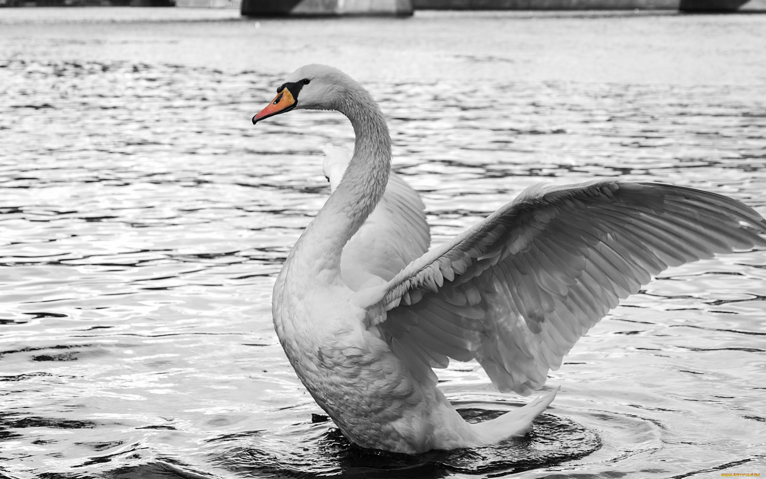 животные, лебеди, лебедь, белый, вода