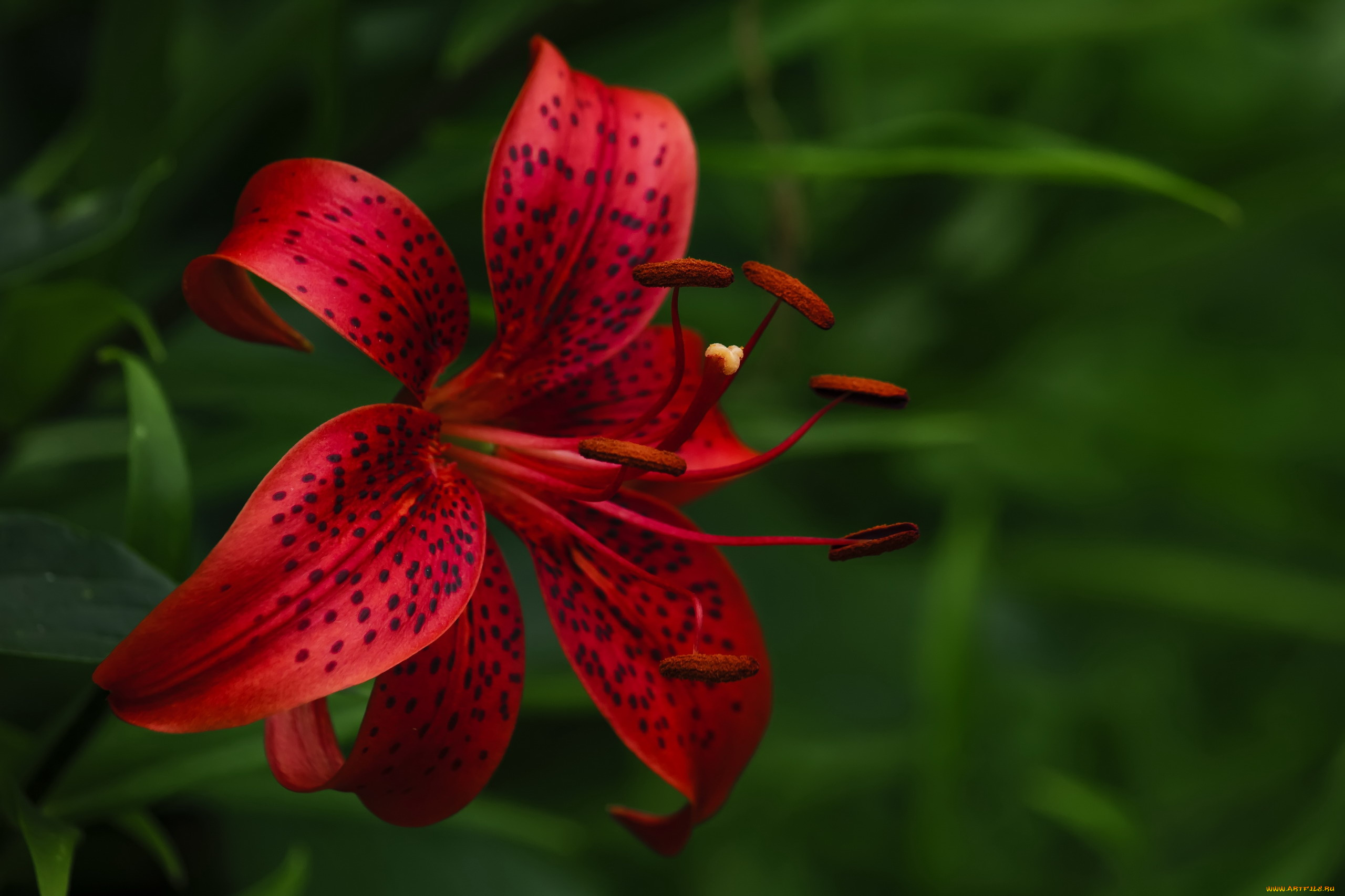 цветы, лилии, , лилейники, лилия, крапинки