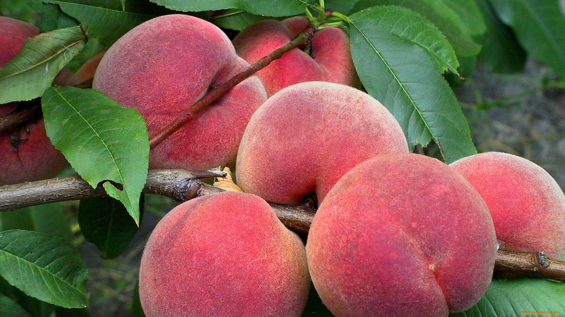 природа, плоды, персики