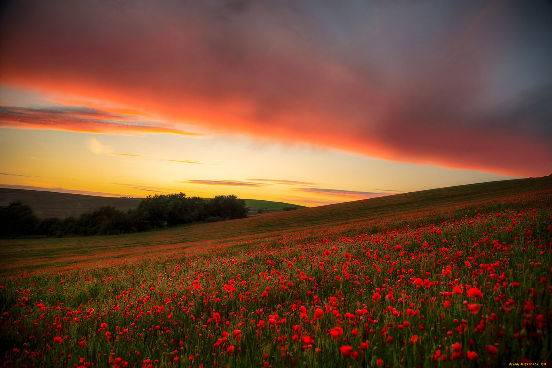 природа, луга, луг