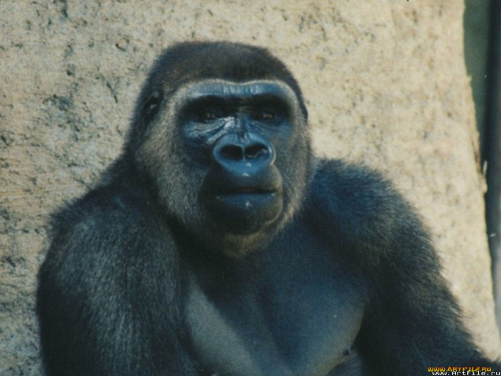 животные, обезьяны