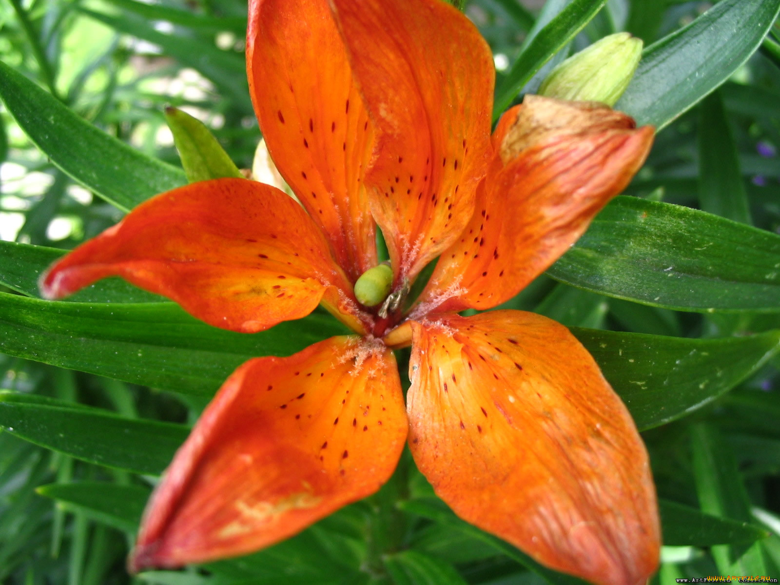 цветы, лилии, лилейники