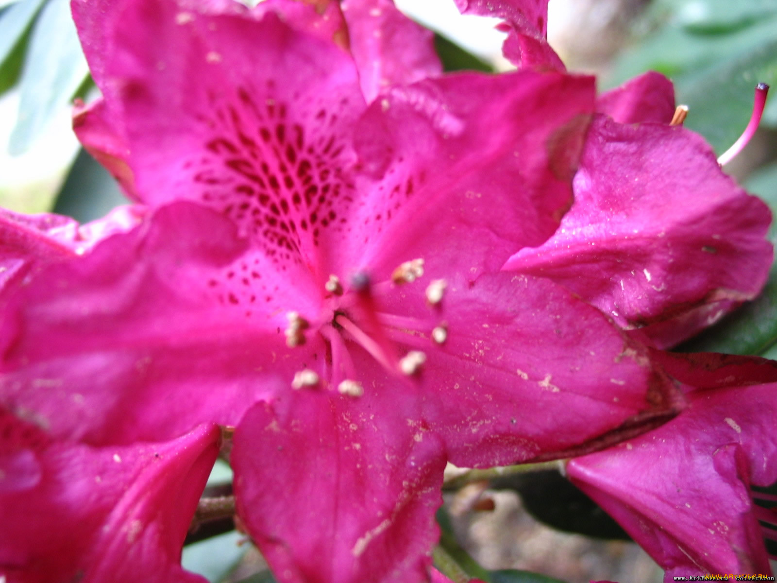 цветы, рододендроны, азалии